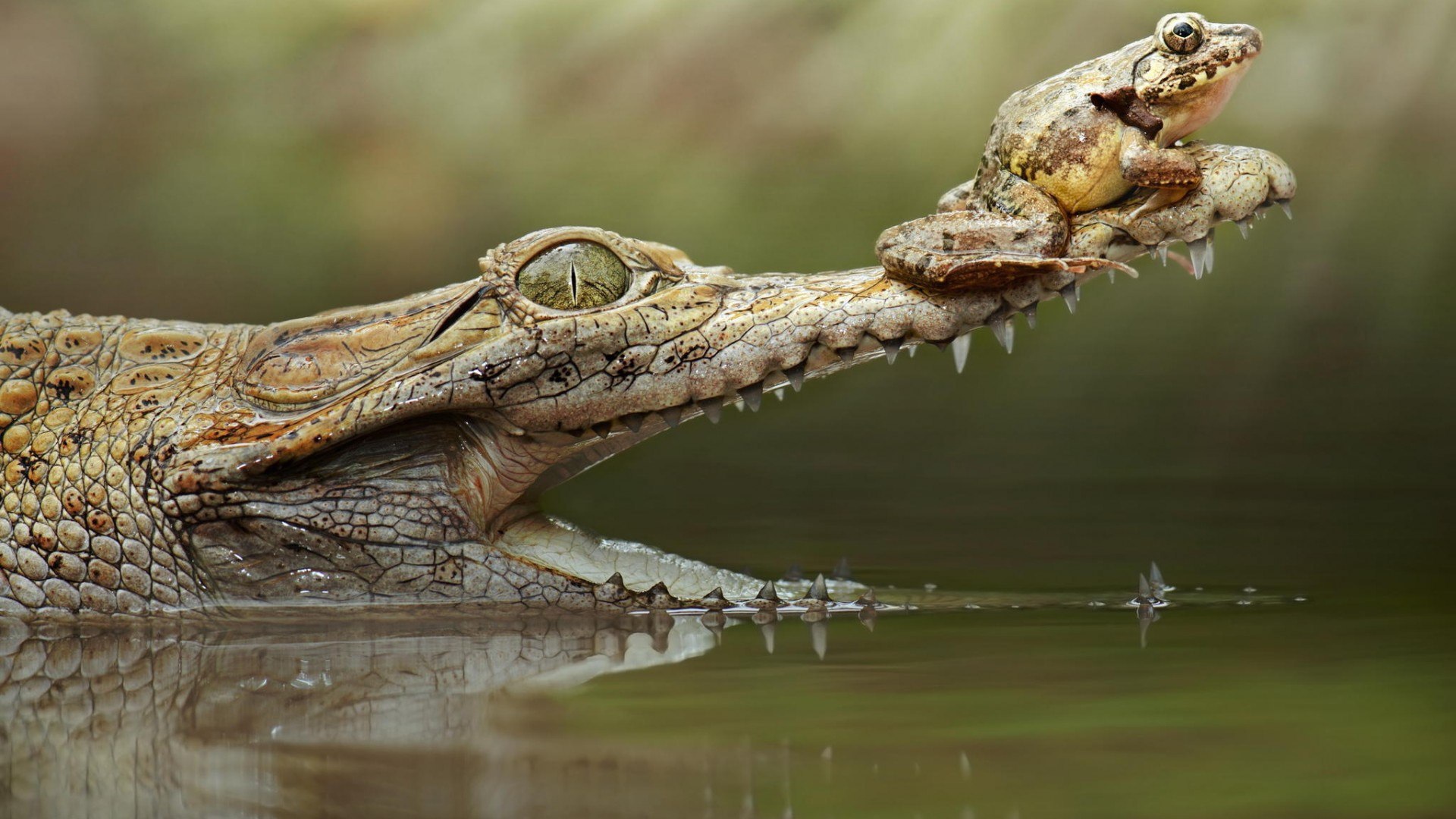 Лягушка на крокодиле