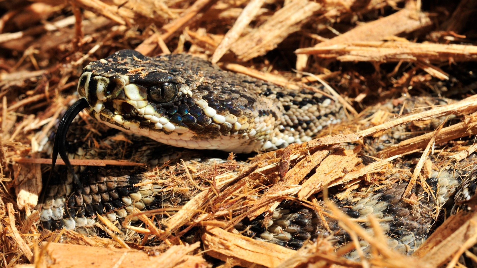 Змея в опилках