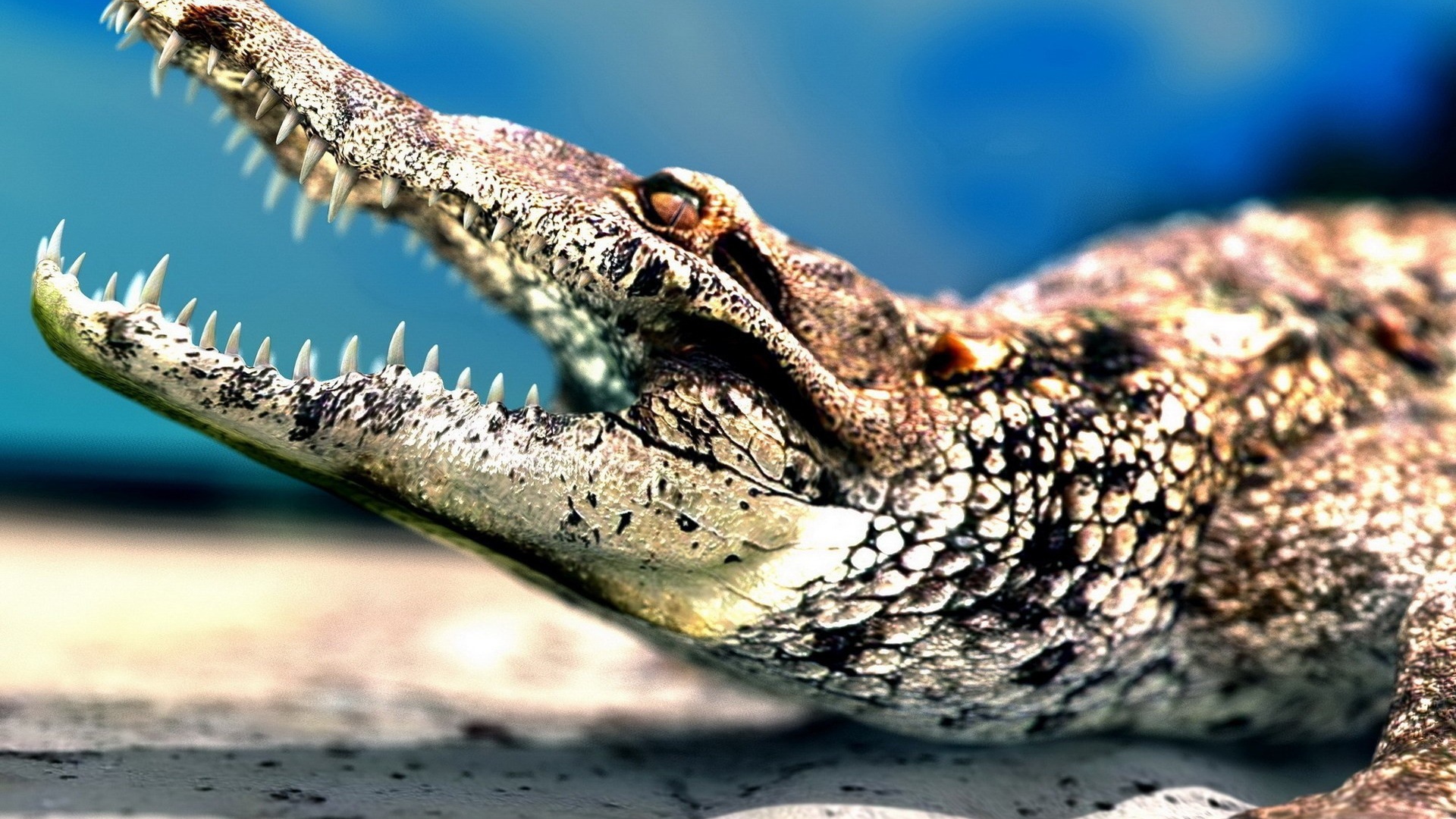 Молодой крокодил показывает зубы