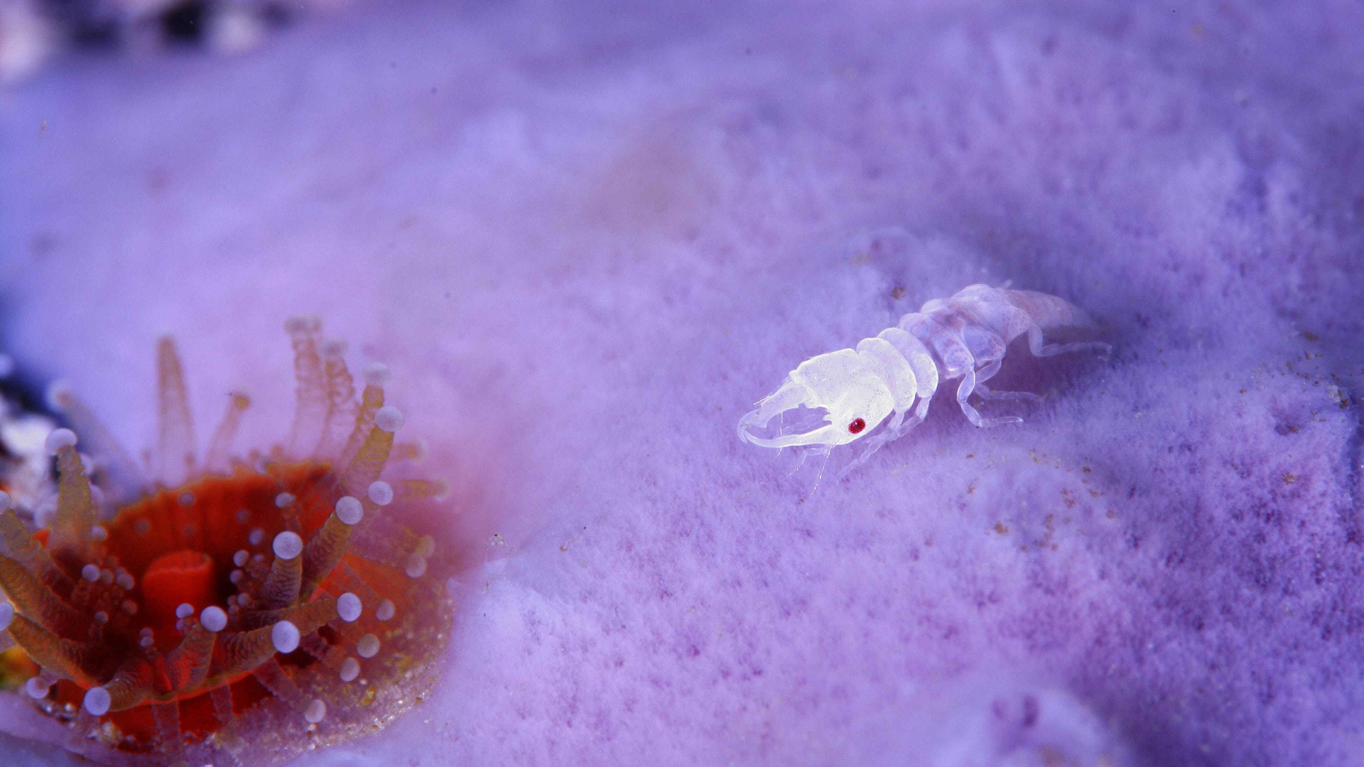 Прозрачное ракообразное животное