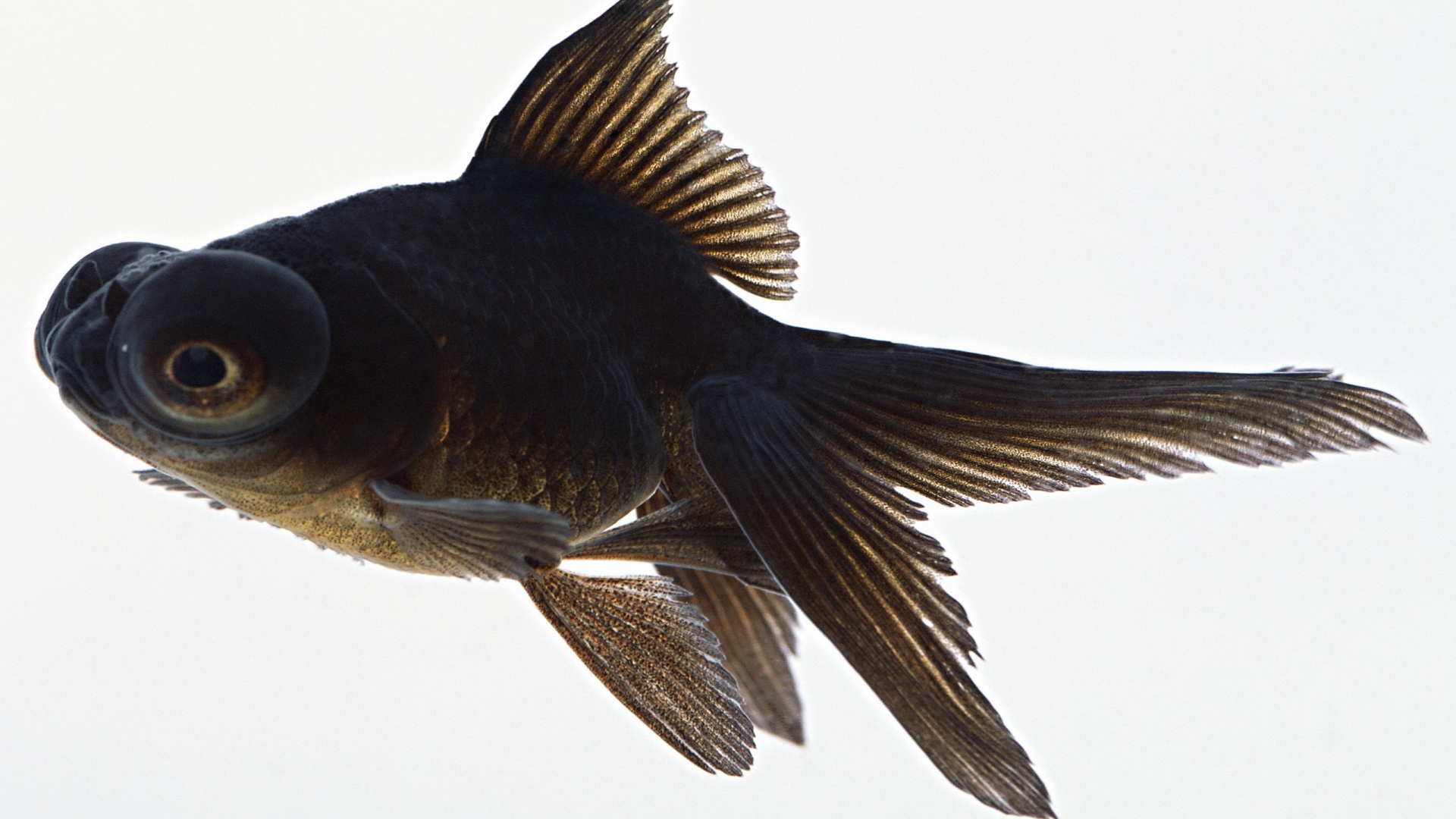 Черная аквариумная рыбка