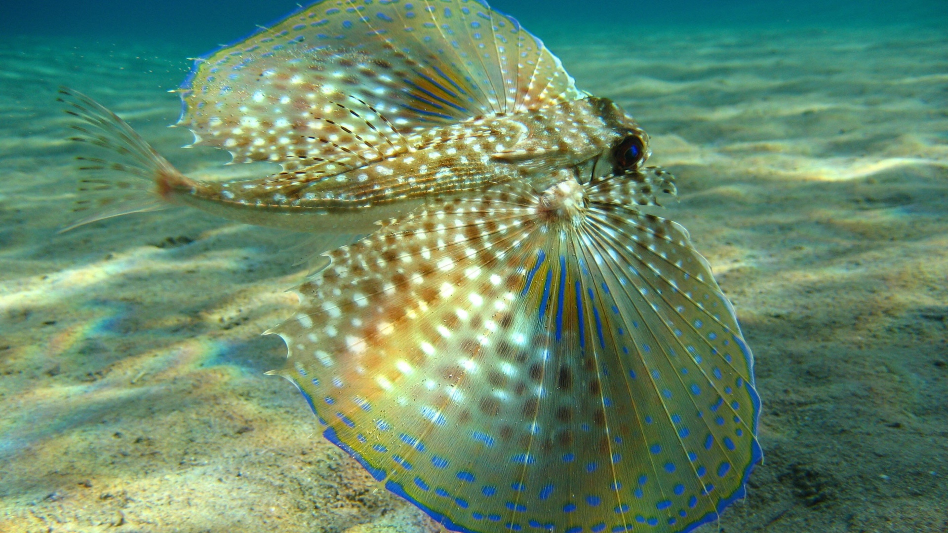 Большие плавники у рыбы