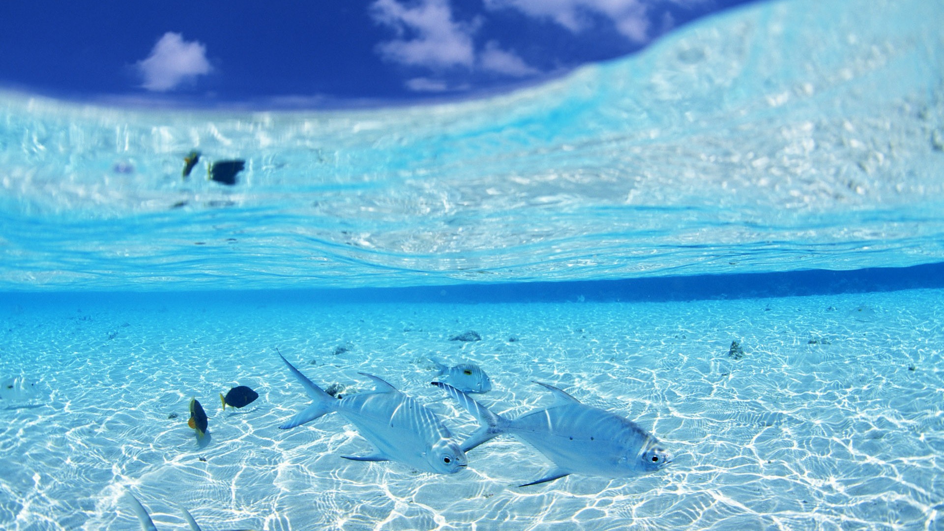 Белые рыбы на мелководье