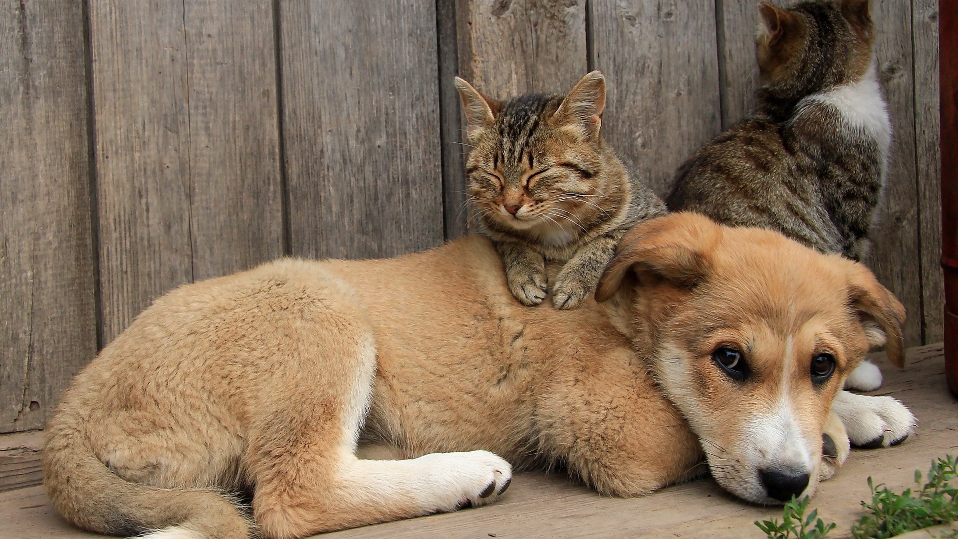 Кот спит на щенке большой собаки