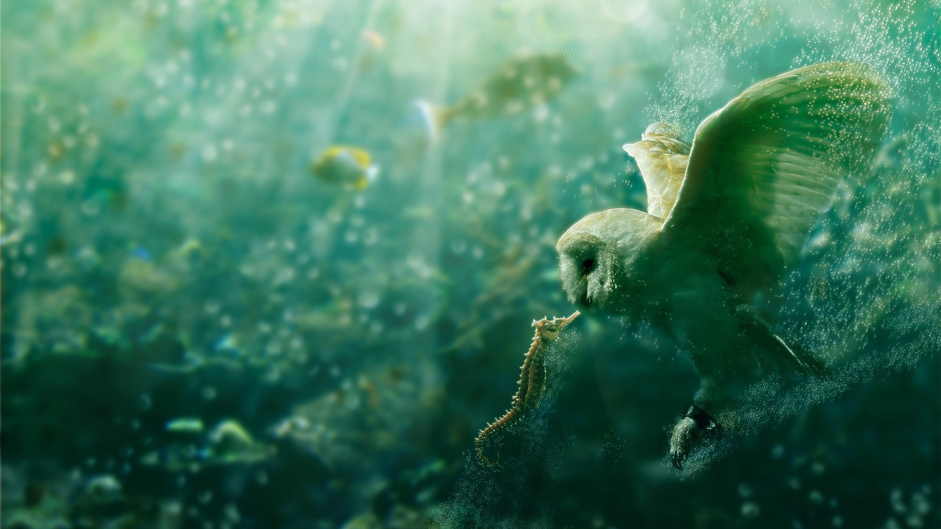 Сова и морской конек под водой