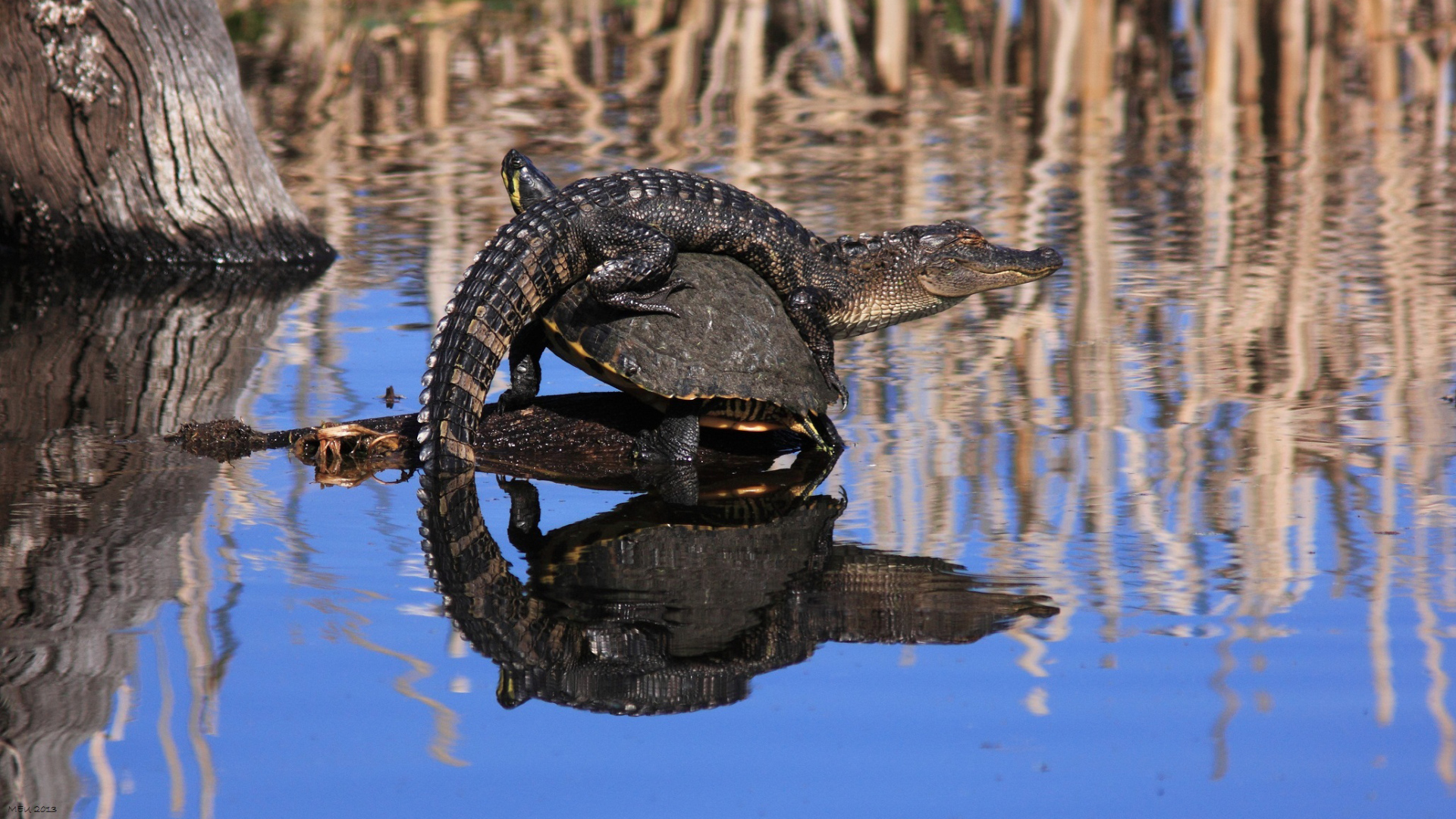 Маленький крокодил верхом не черепахе