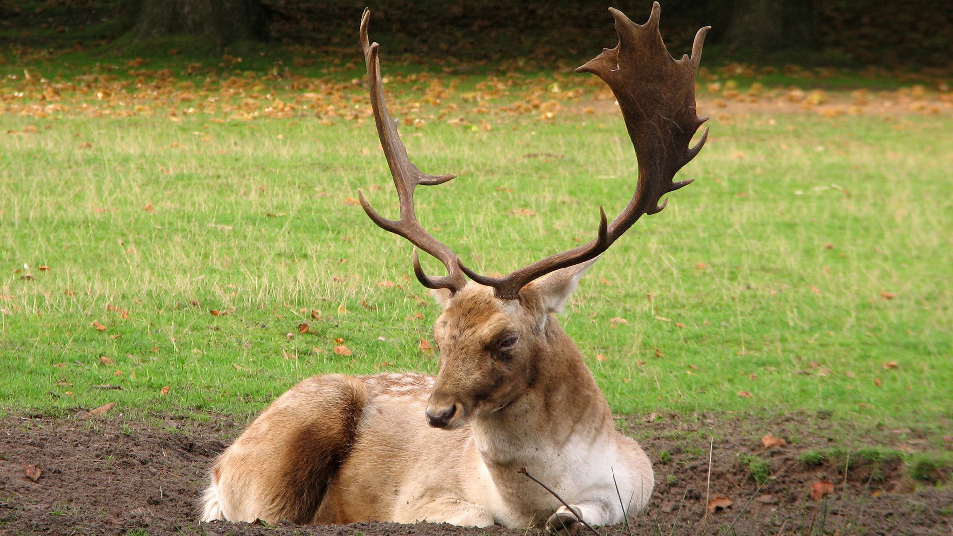 Олень с большими рогами лежит на земле