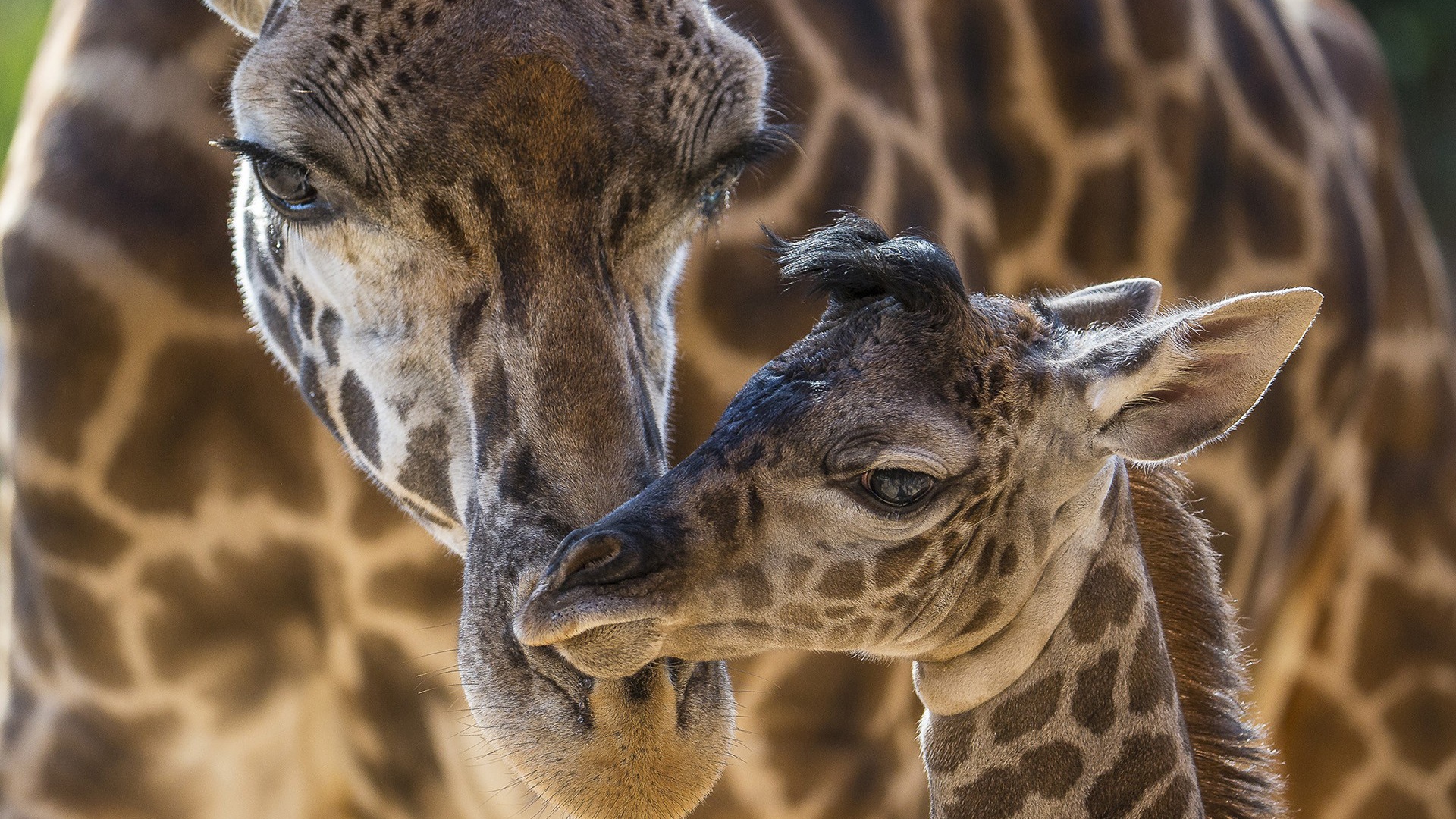 Жираф со своим детенышем