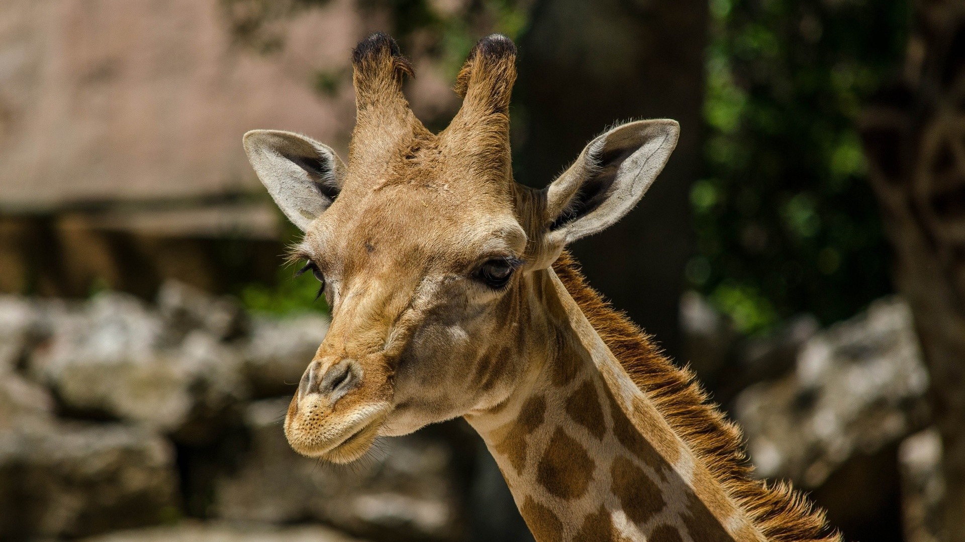 Голова жирафа в зоопарке