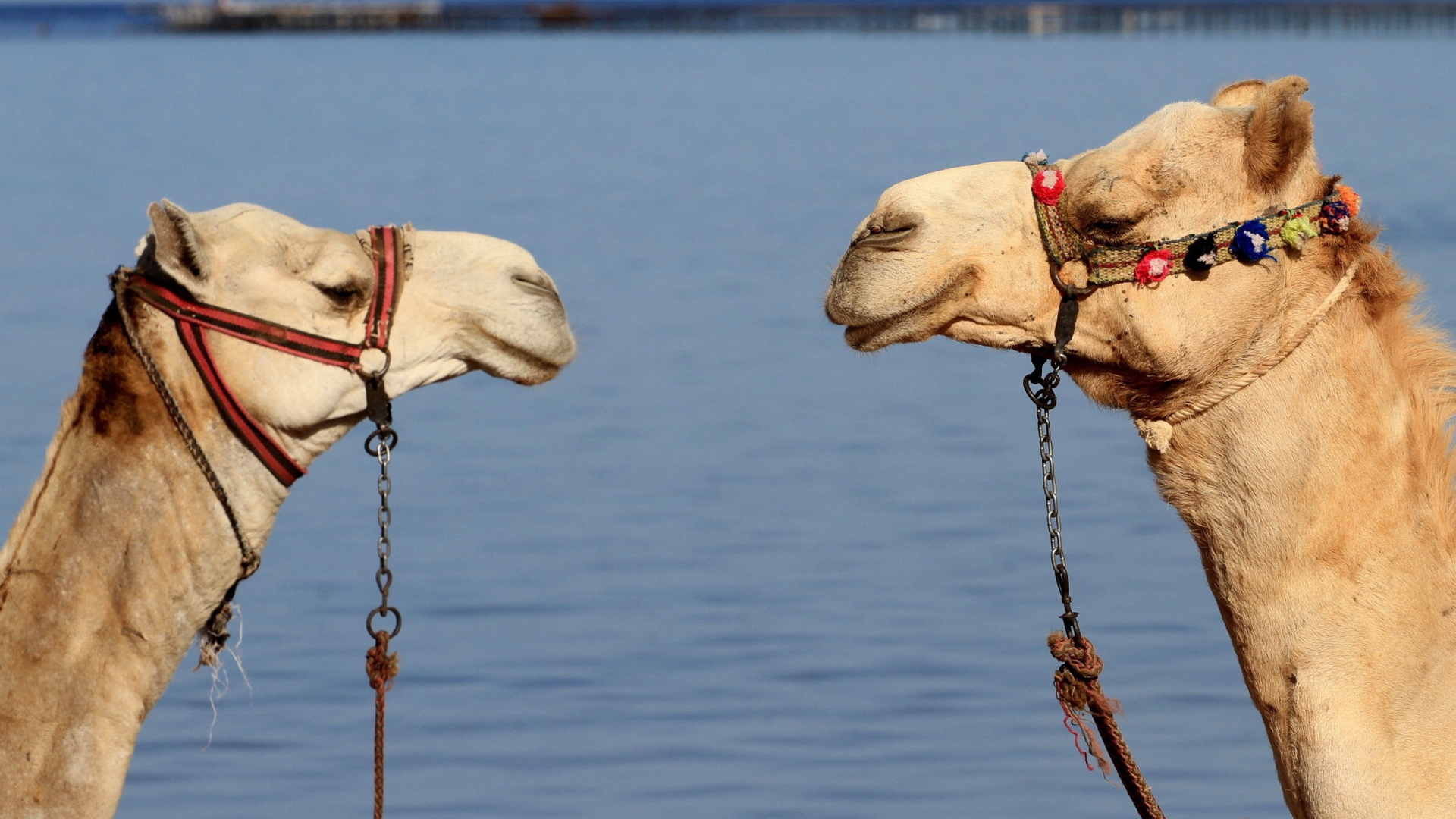 Два верблюда на фоне воды