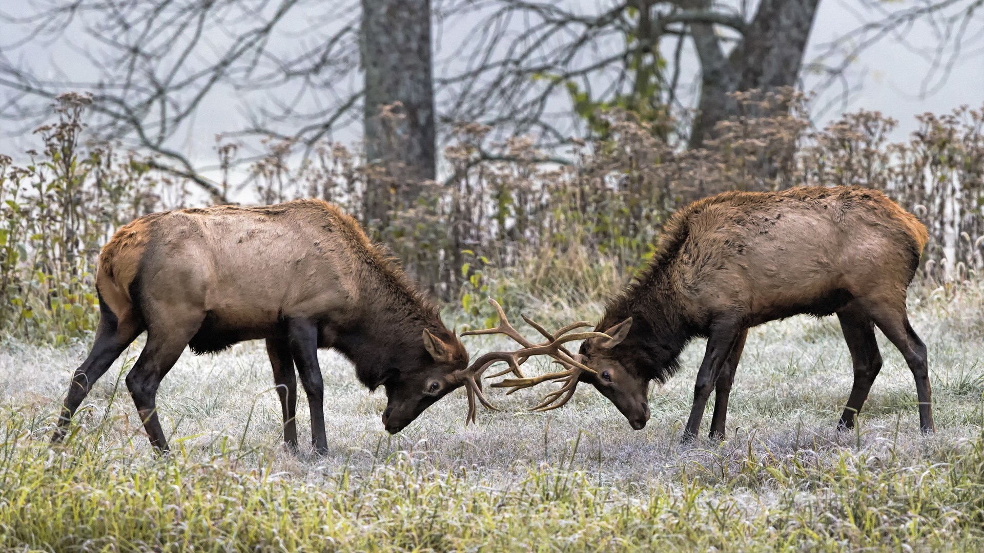 Два оленя бодаются