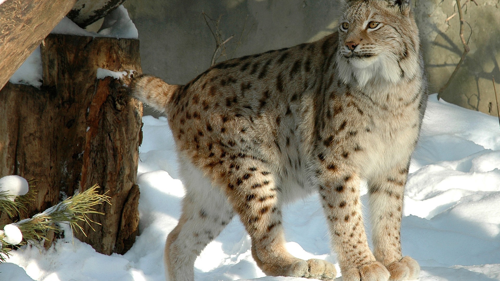 Куцехвостый снежный барс