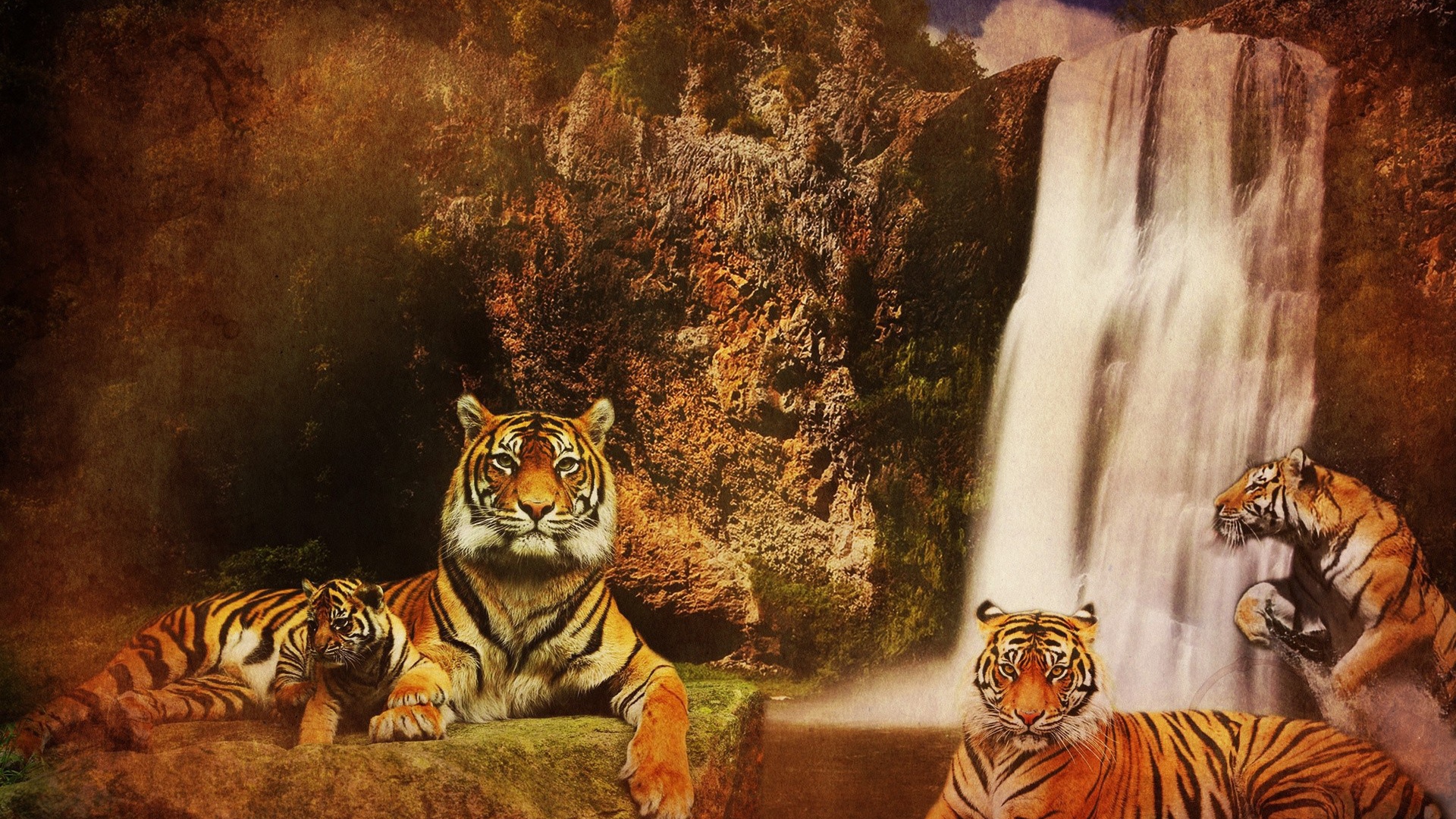 Семья тигров у водопада