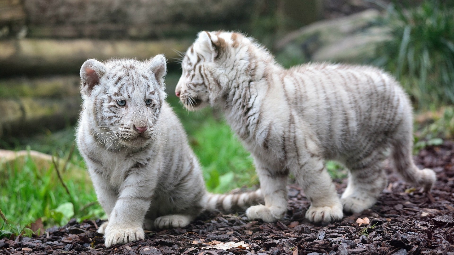 Котята белого тигра