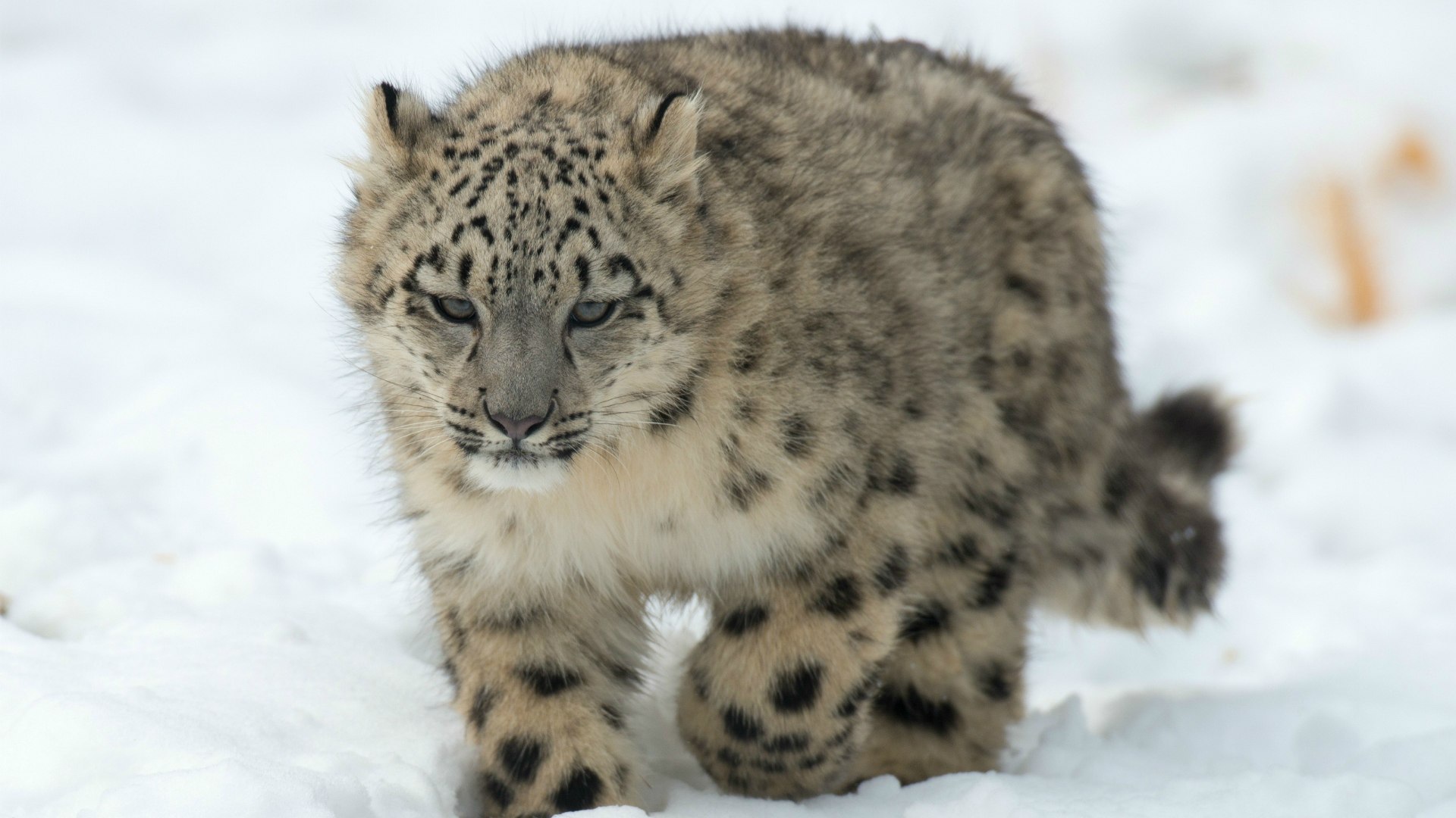 Барс идет по снегу