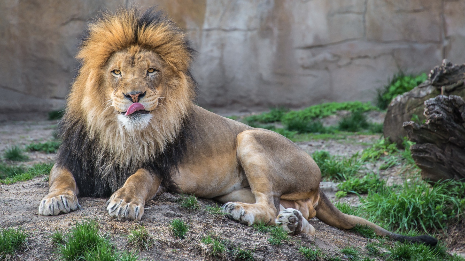 Лев в зоопарке облизывает нос