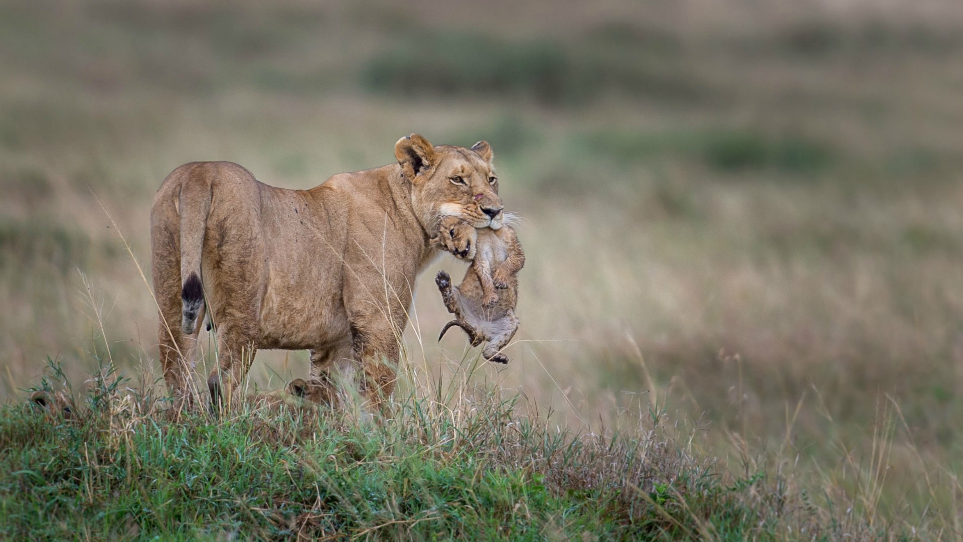 Львица держит детеныша в зубах