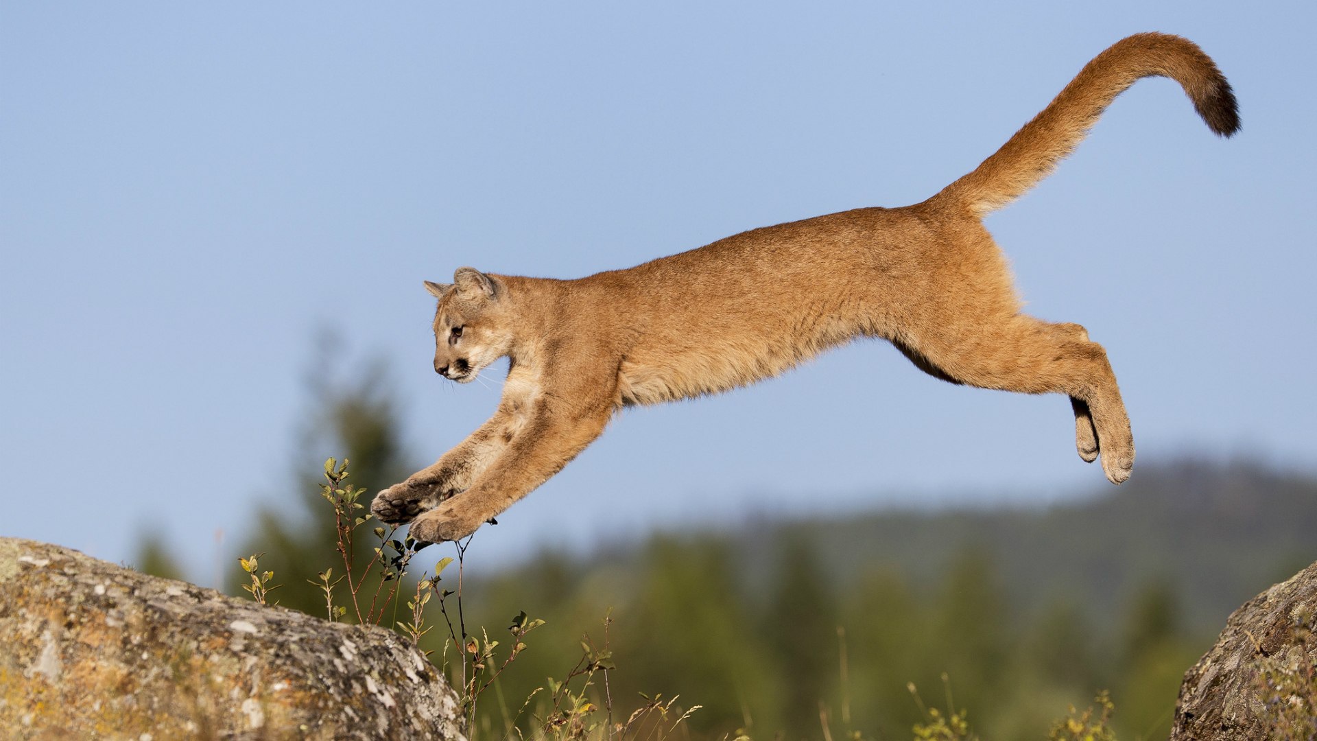Пума в прыжке