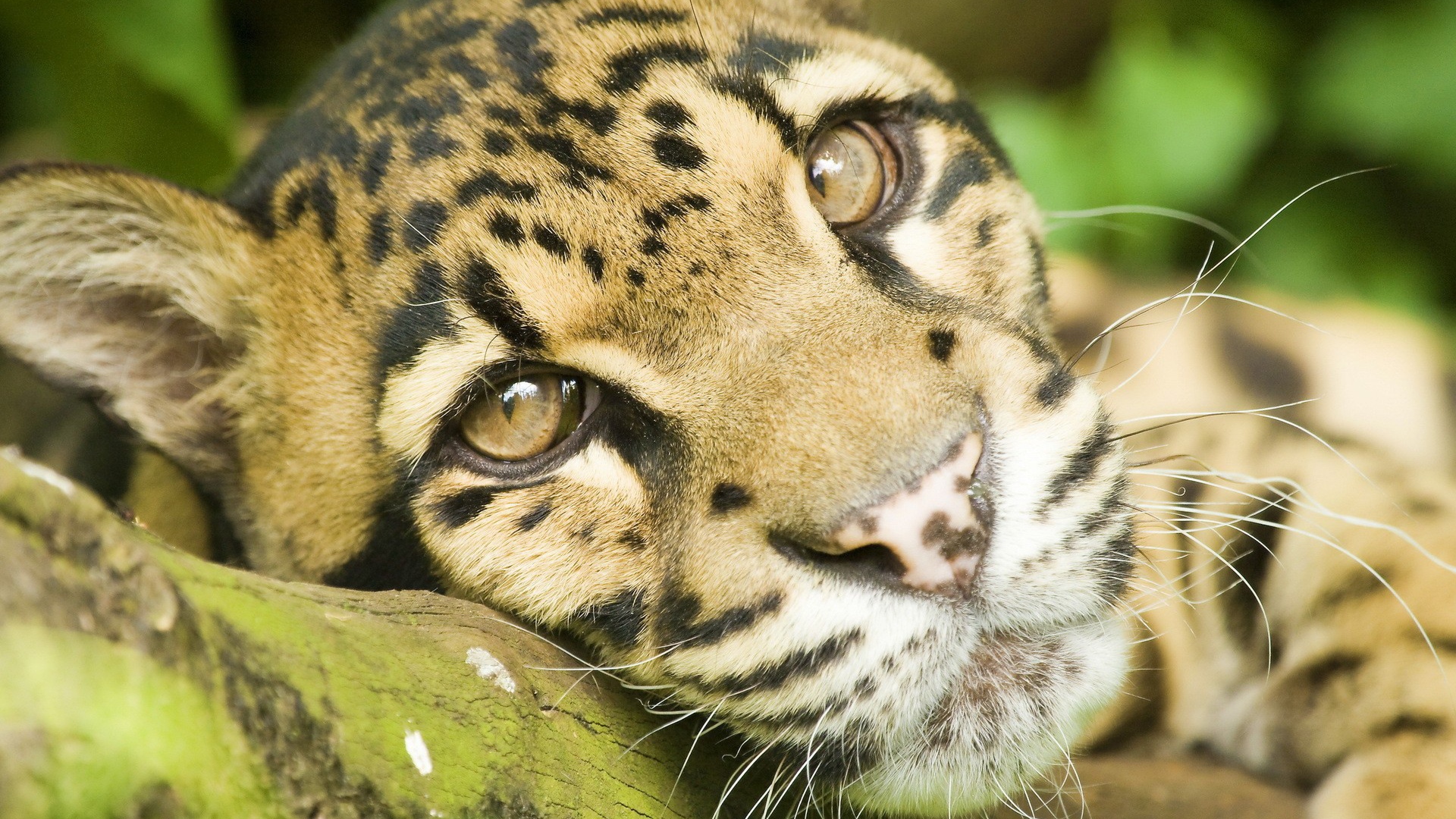 Грустные глаза леопарда