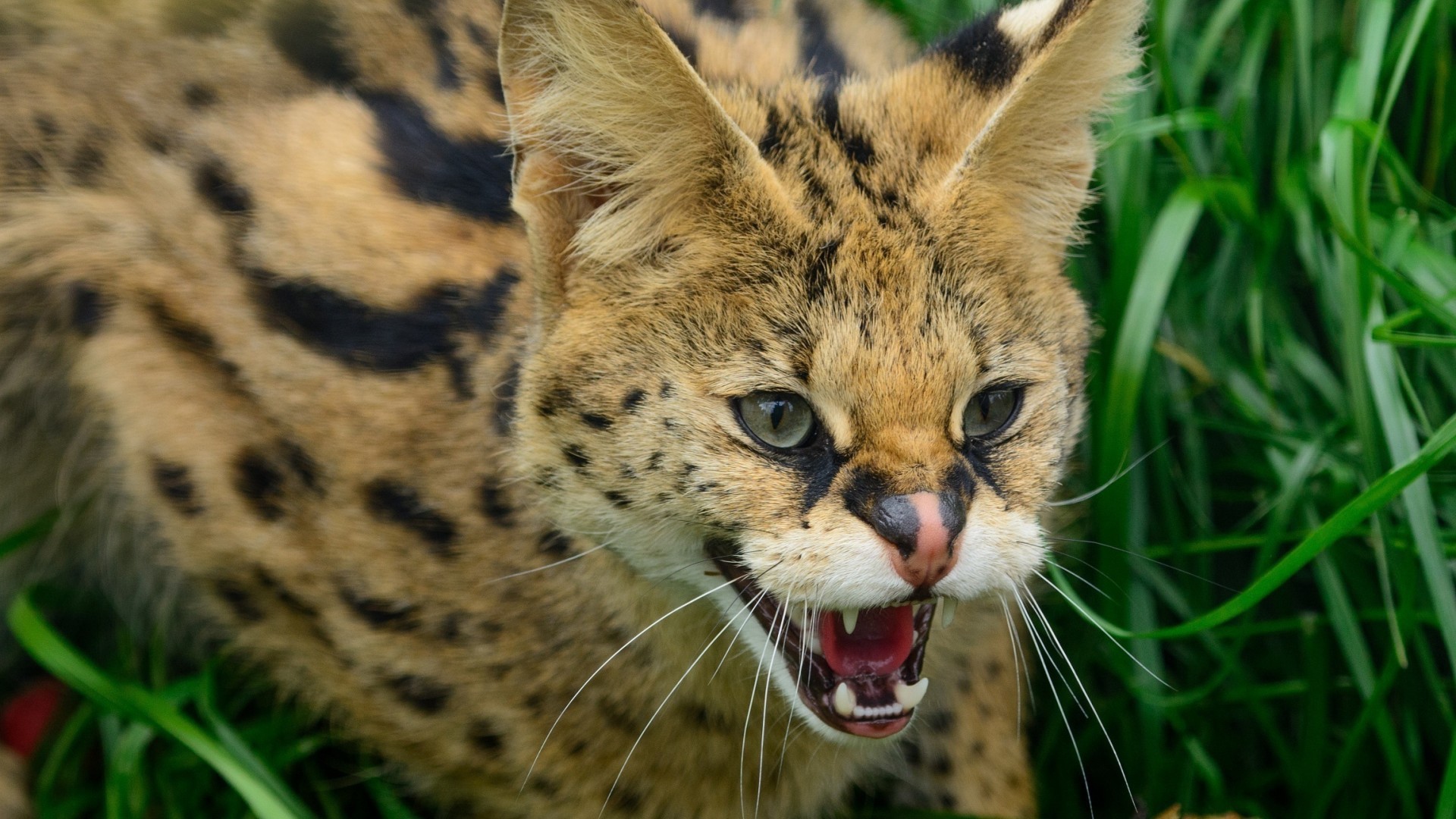 Злая дикая кошка в траве