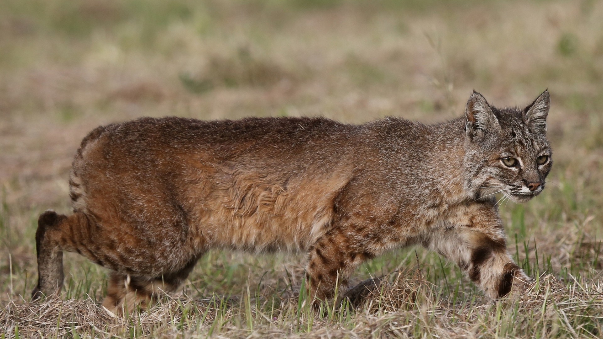 Дикая кошка идет по траве