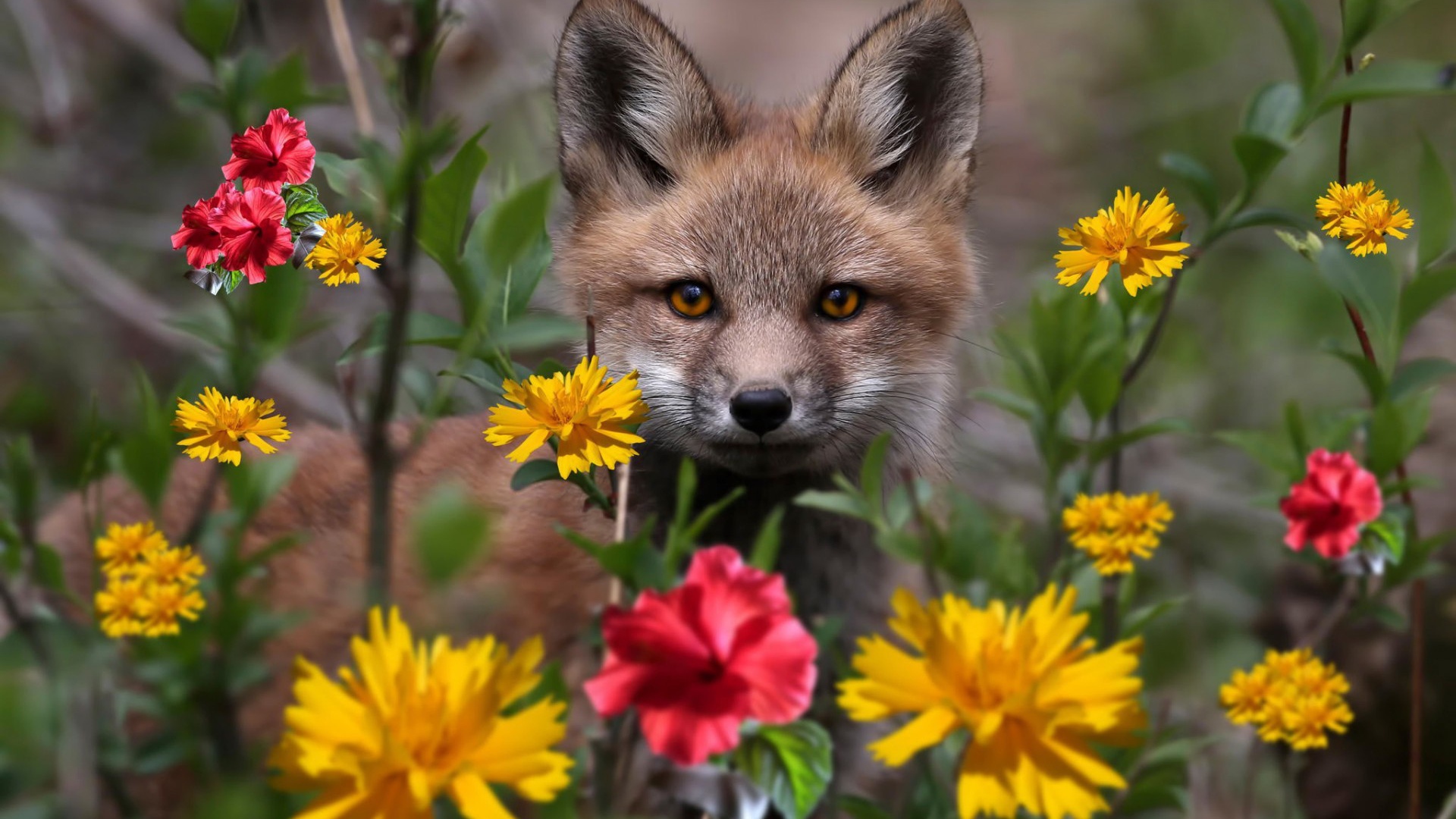 Маленький лисенок в цветнике