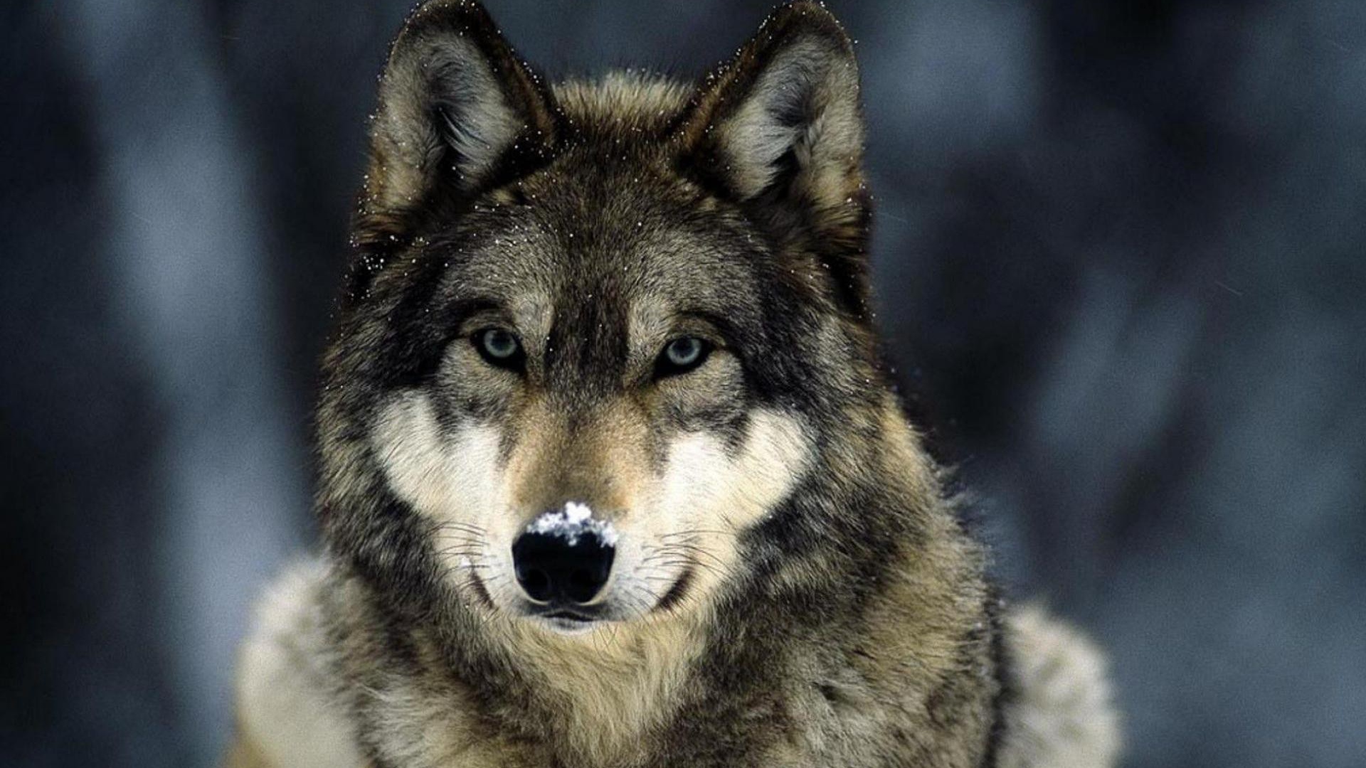 Мелкие снежинки на шерсти волка