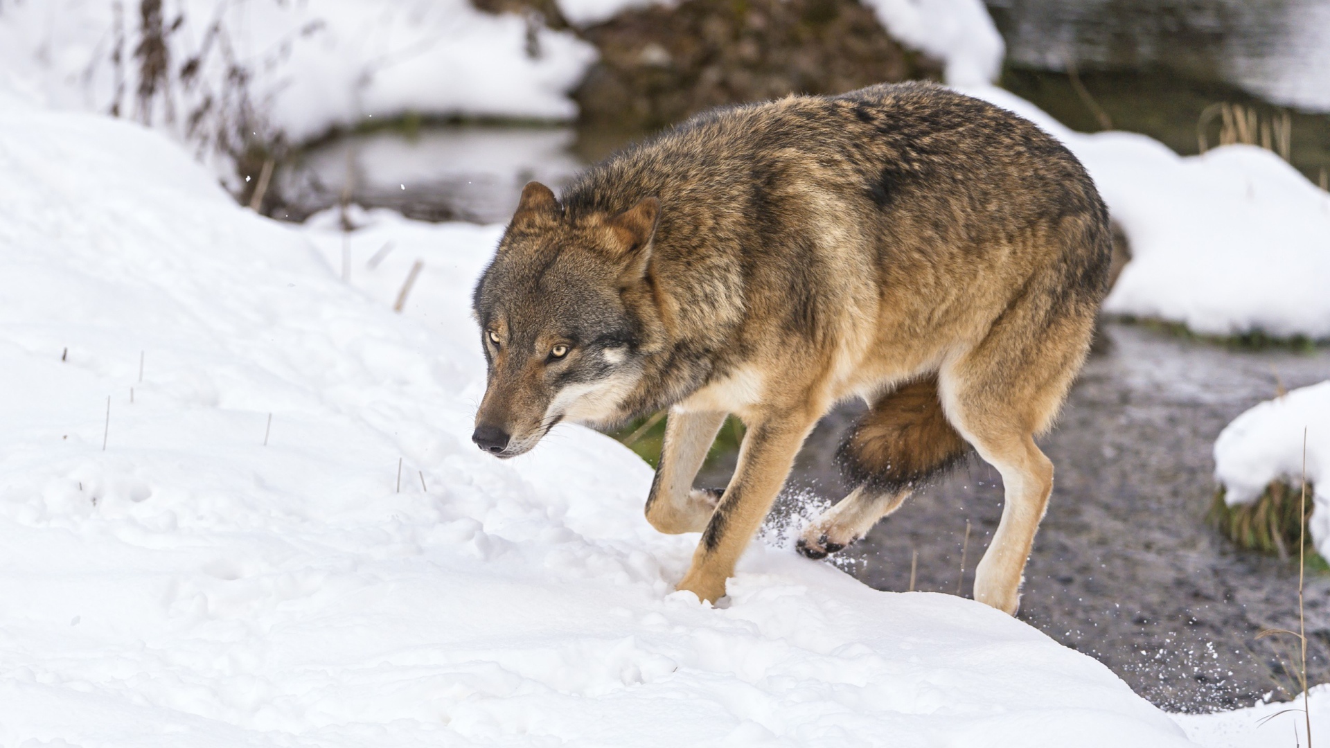 Волк с поджатым хвостом