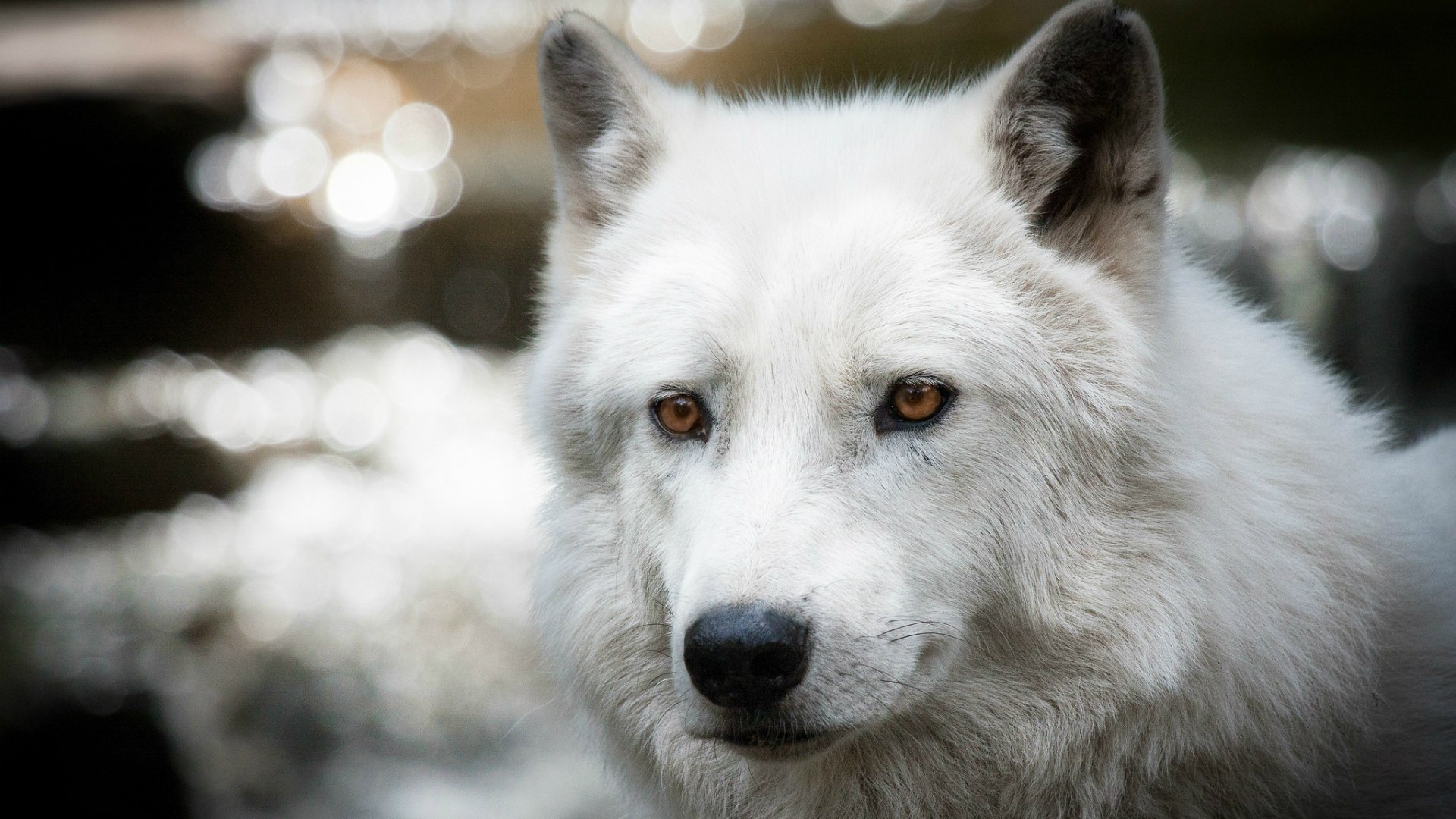 Белый полярный волк