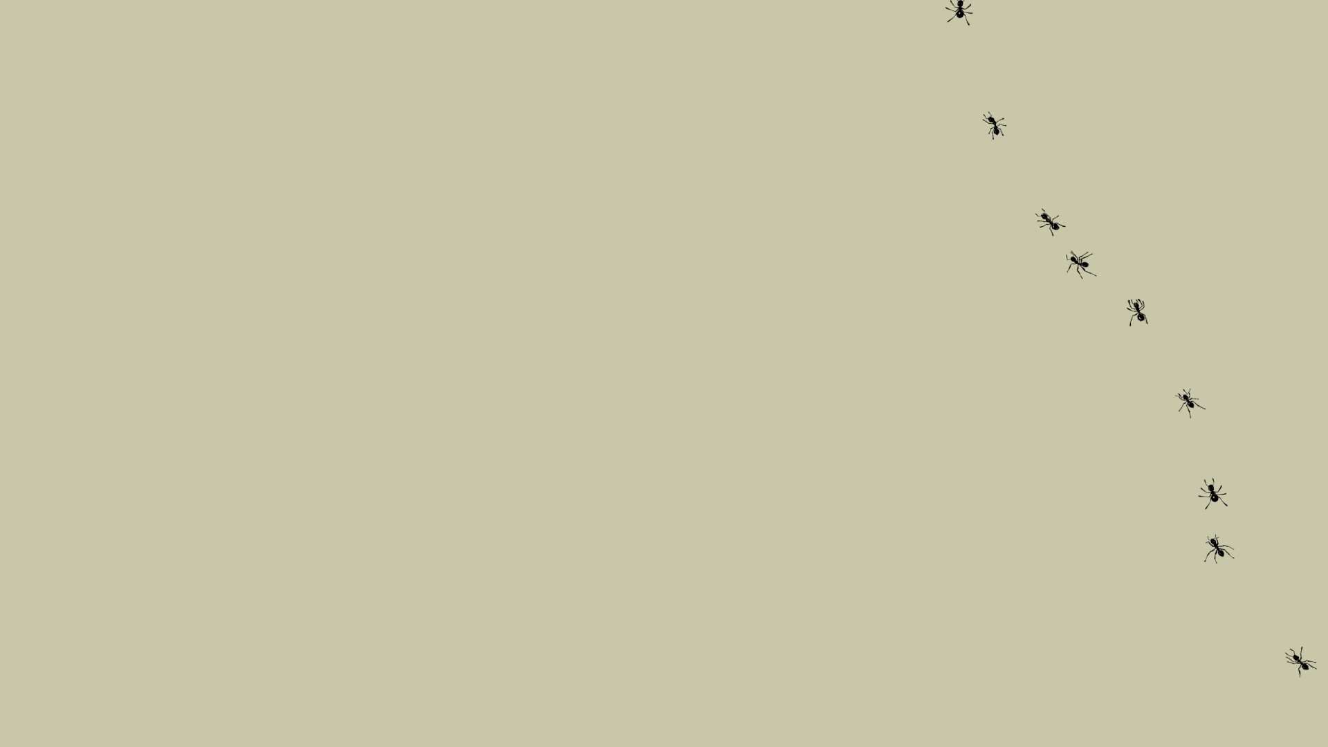 Муравьи на мониторе, серый фон