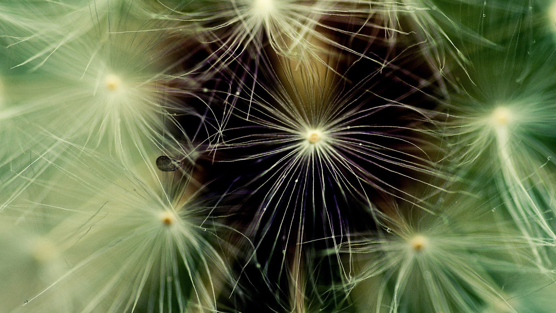 Фон из пушинок одуванчика