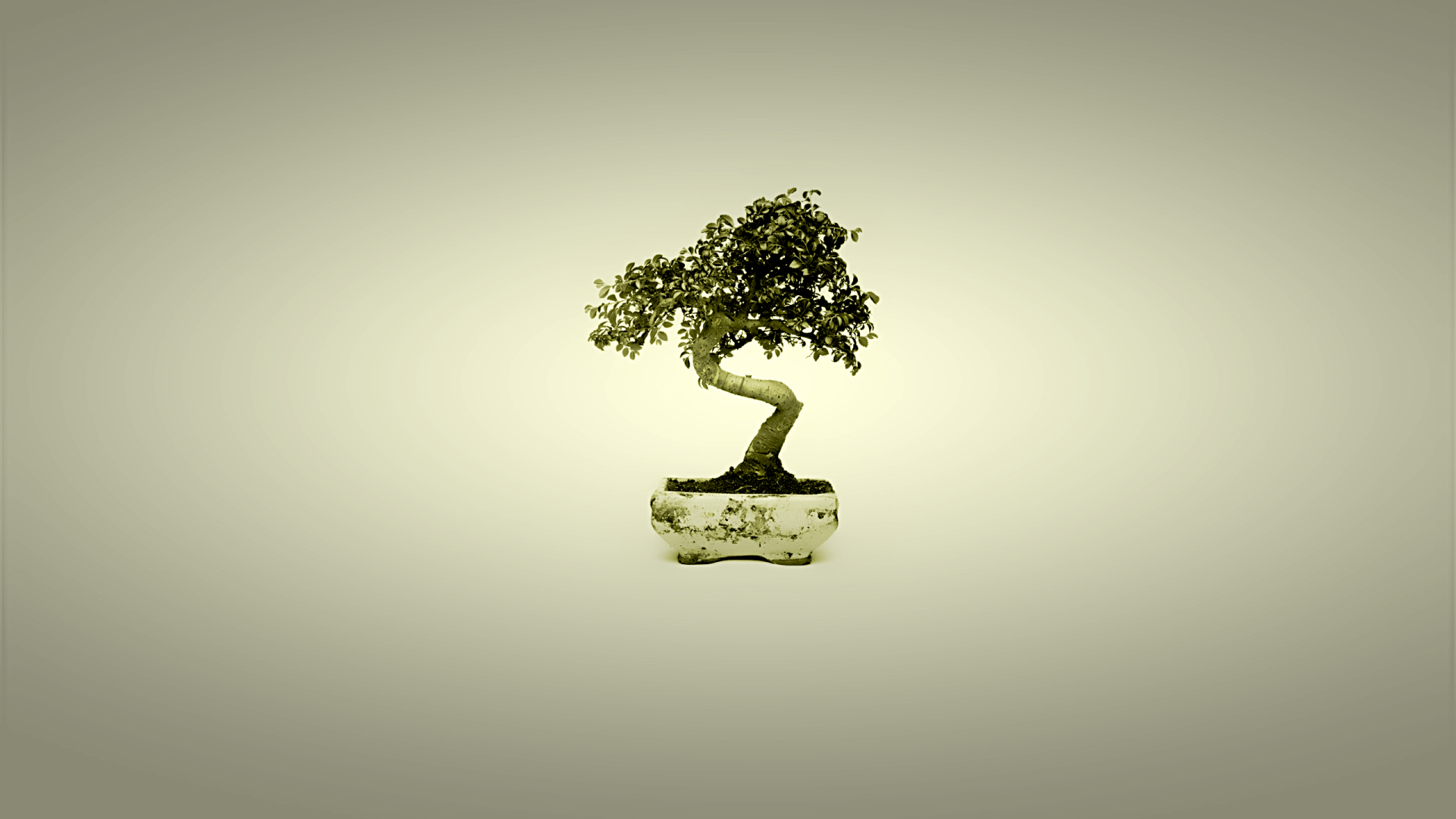 Бонсай в горшке, серый фон