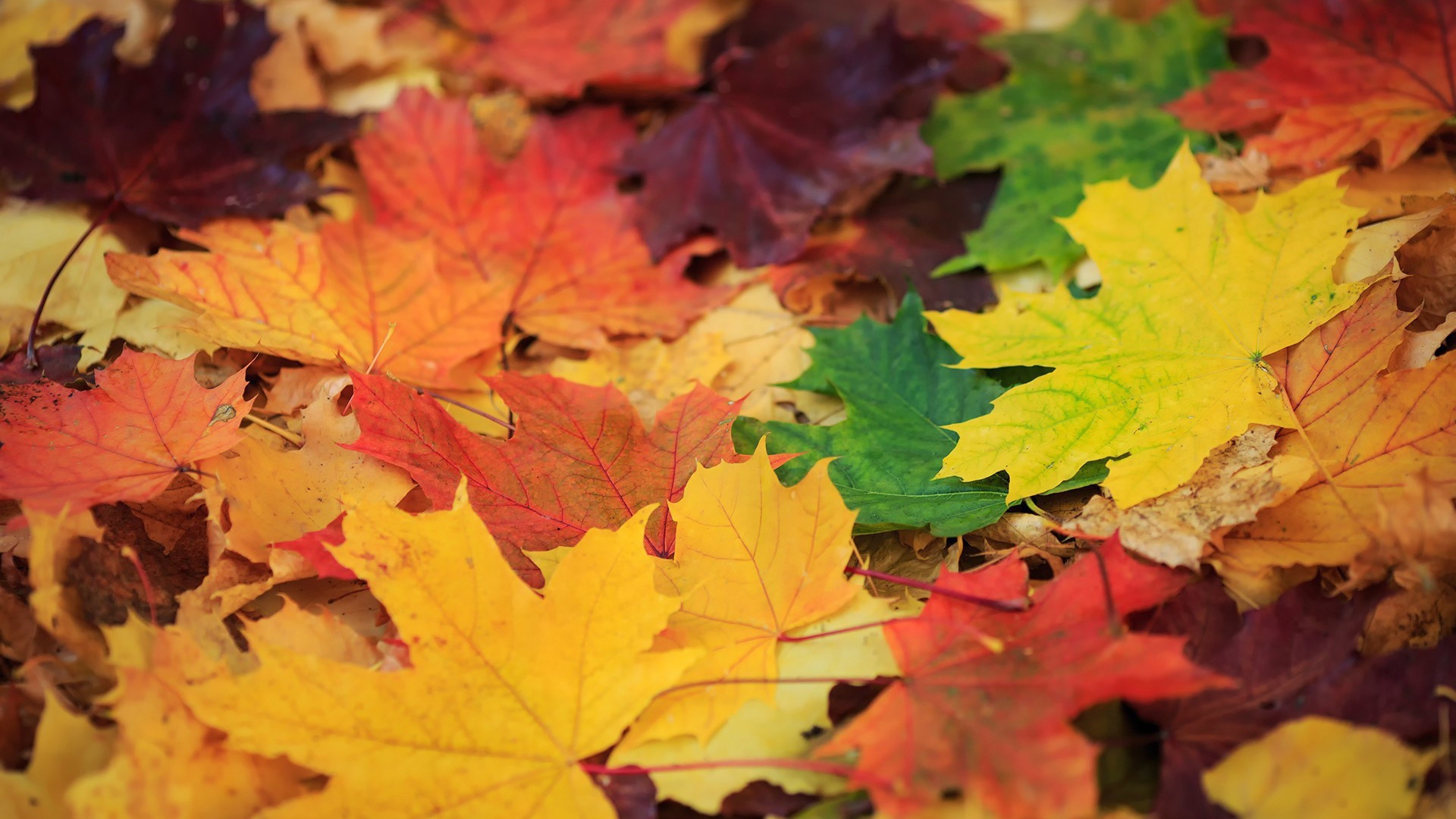 Опавшая листва с деревьев, фон