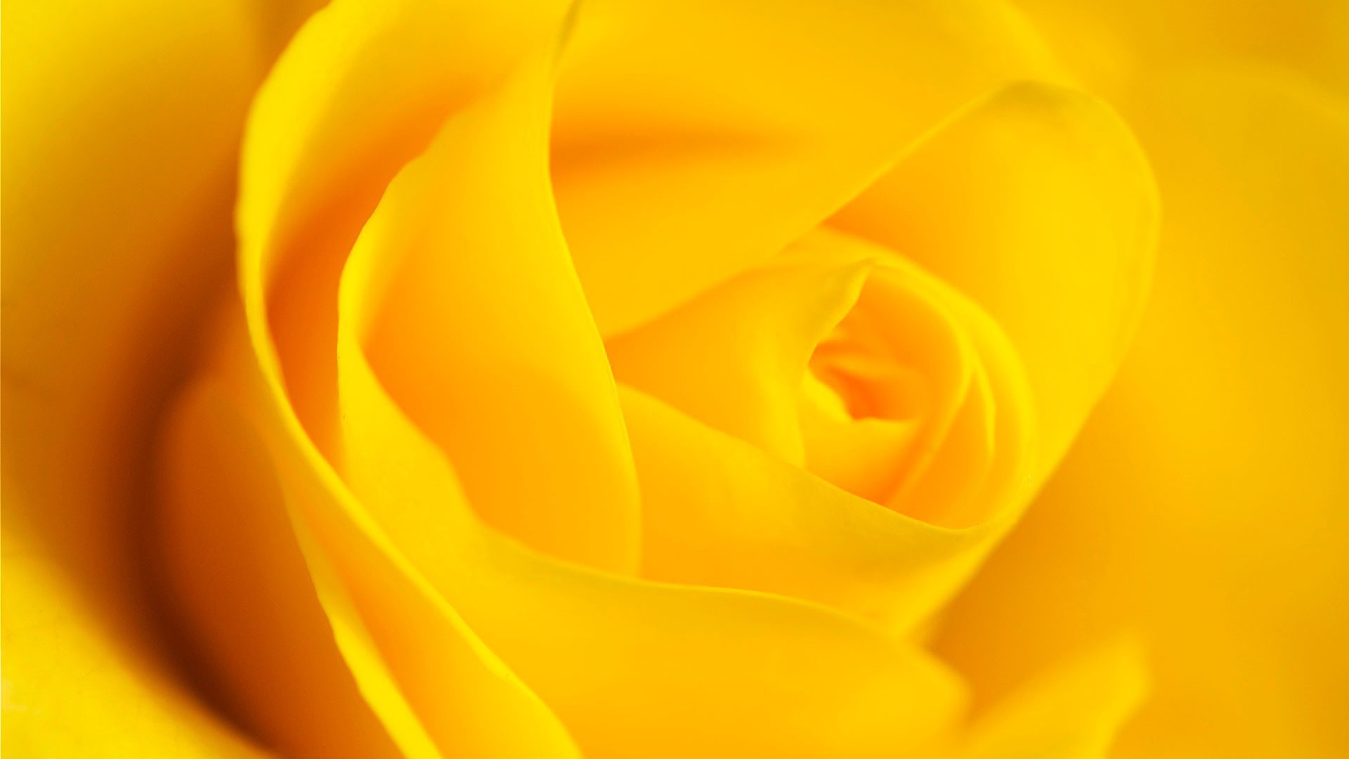 Цветок розы, желтый фон