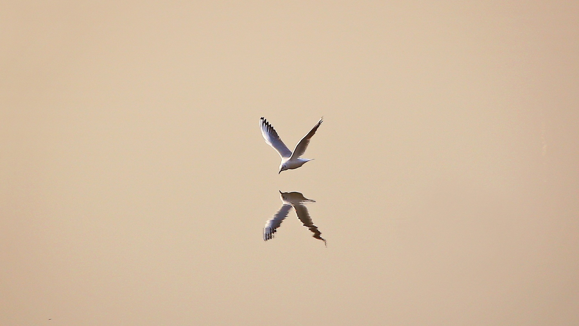 Чайка отражается в воде, светлый фон