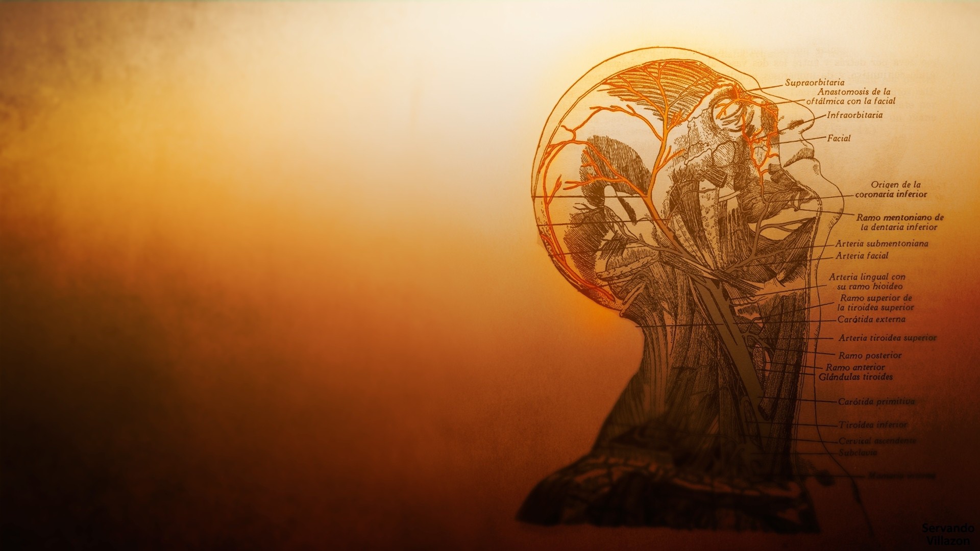 Устройство сосудов головы в человеческом теле