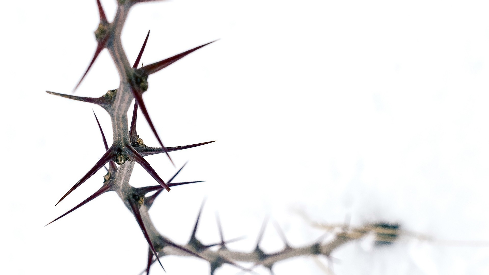 Колючка на белом фоне