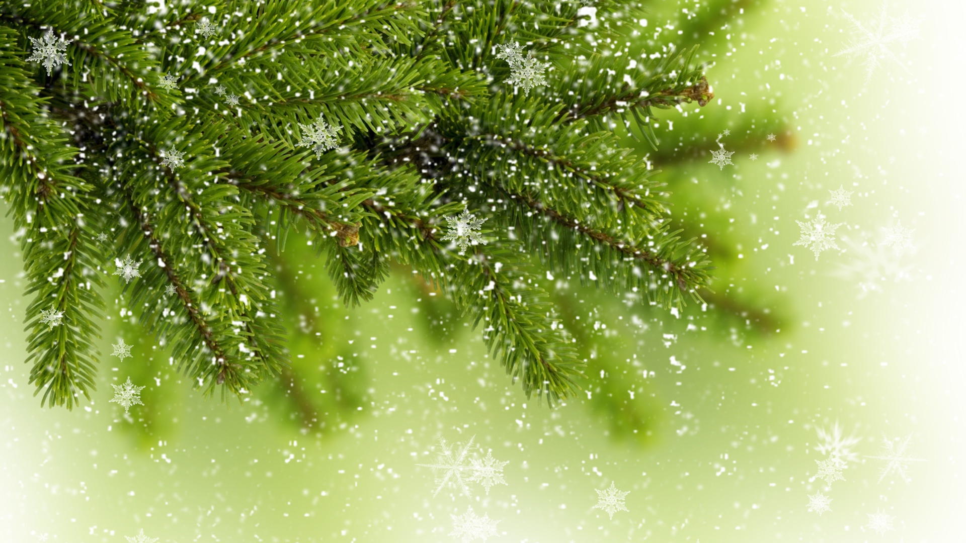 Снежинки на ветке елки