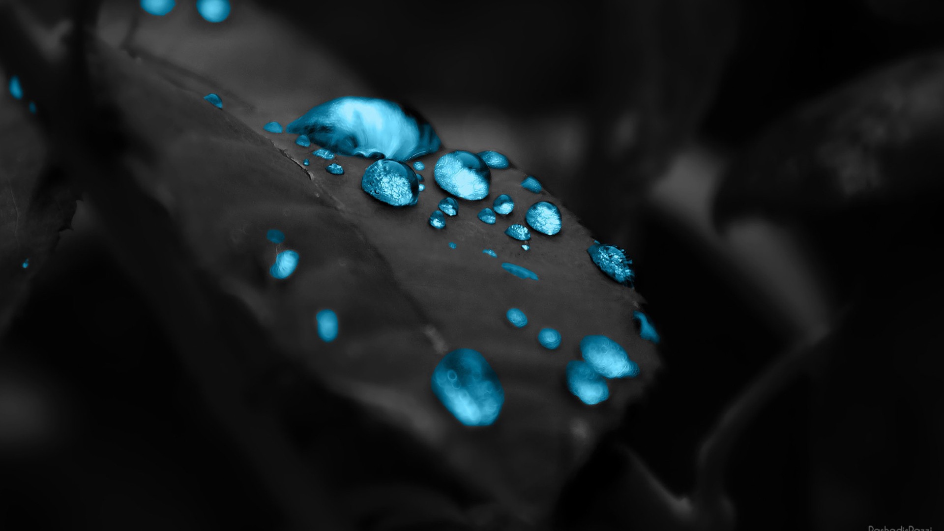 Голубые капли на черном листе