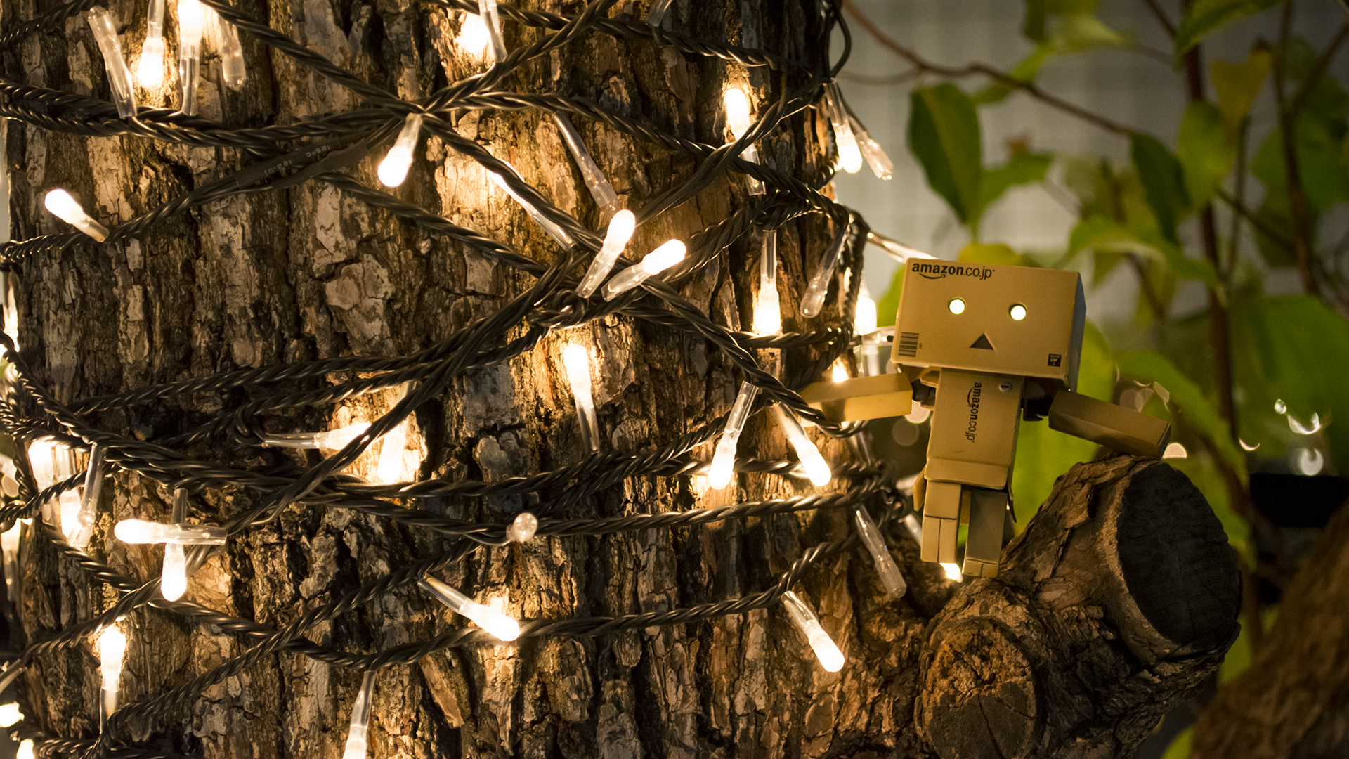 Дандо на дереве