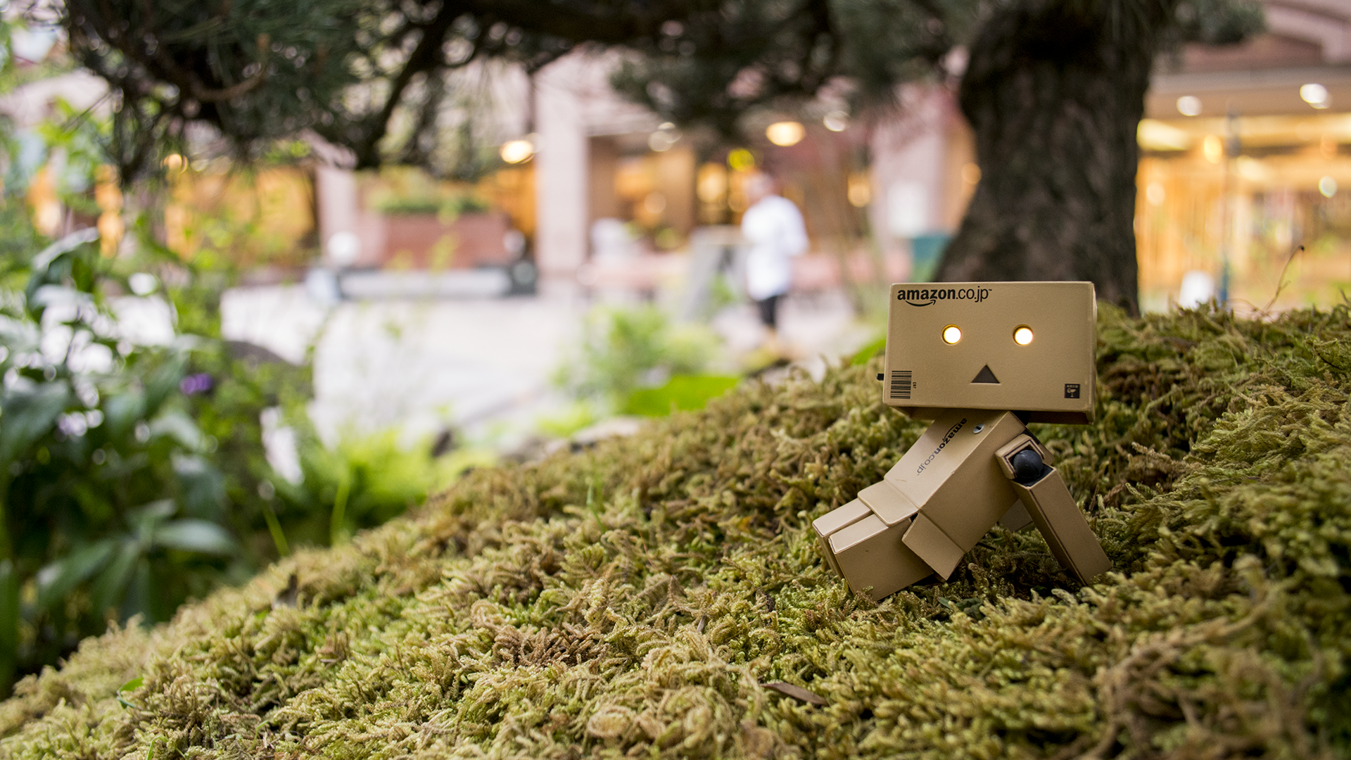 Японский Дандо на мху