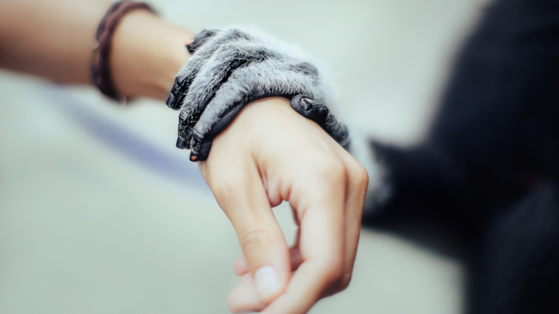 Рука животного на руке человека