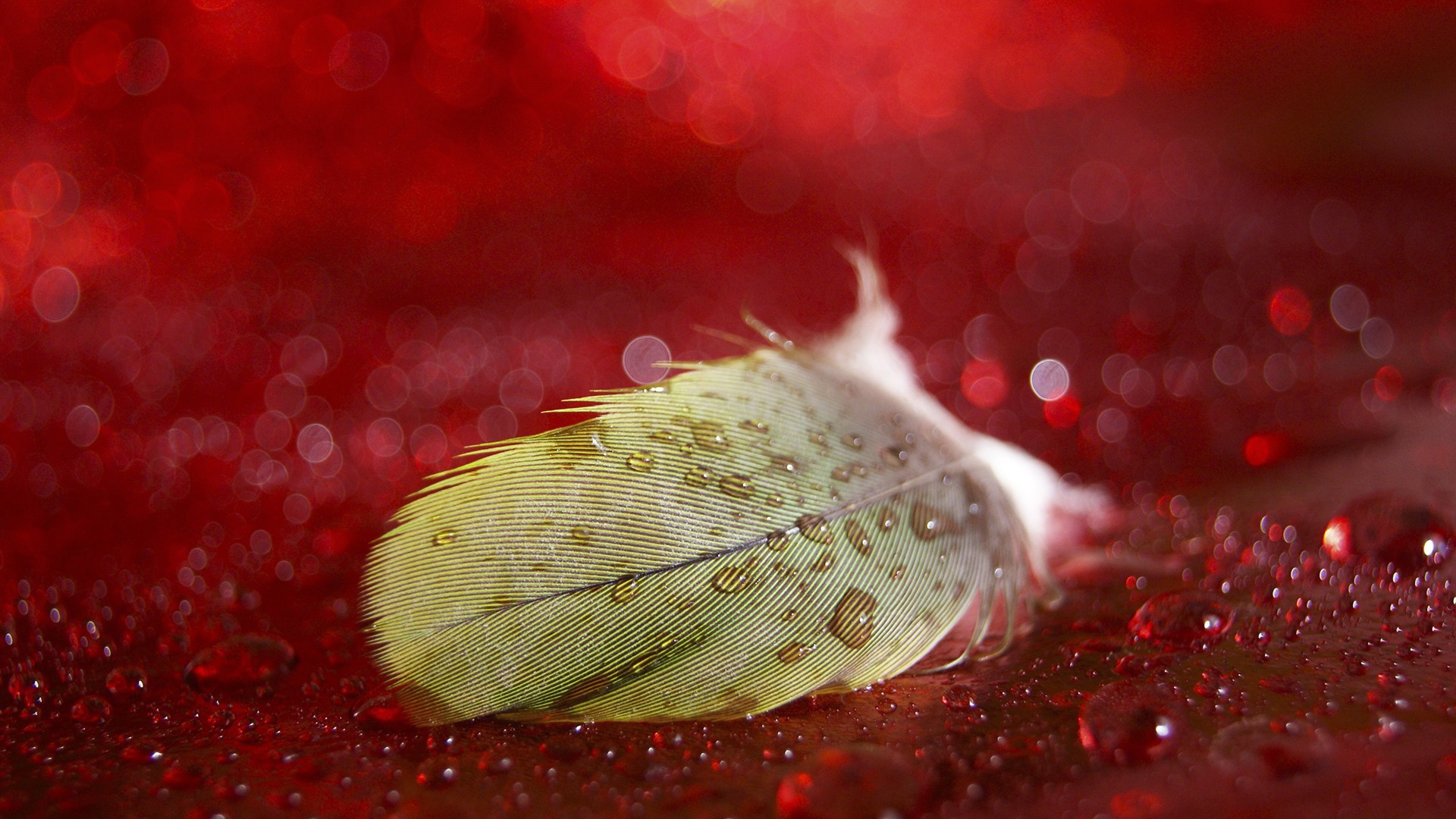 Мокрое перо на красной поверхности
