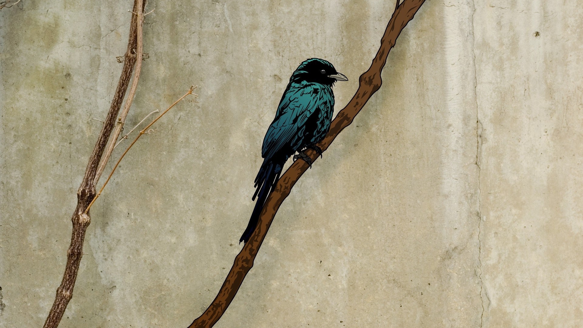 Грач на ветке, рисунок на пергаменте