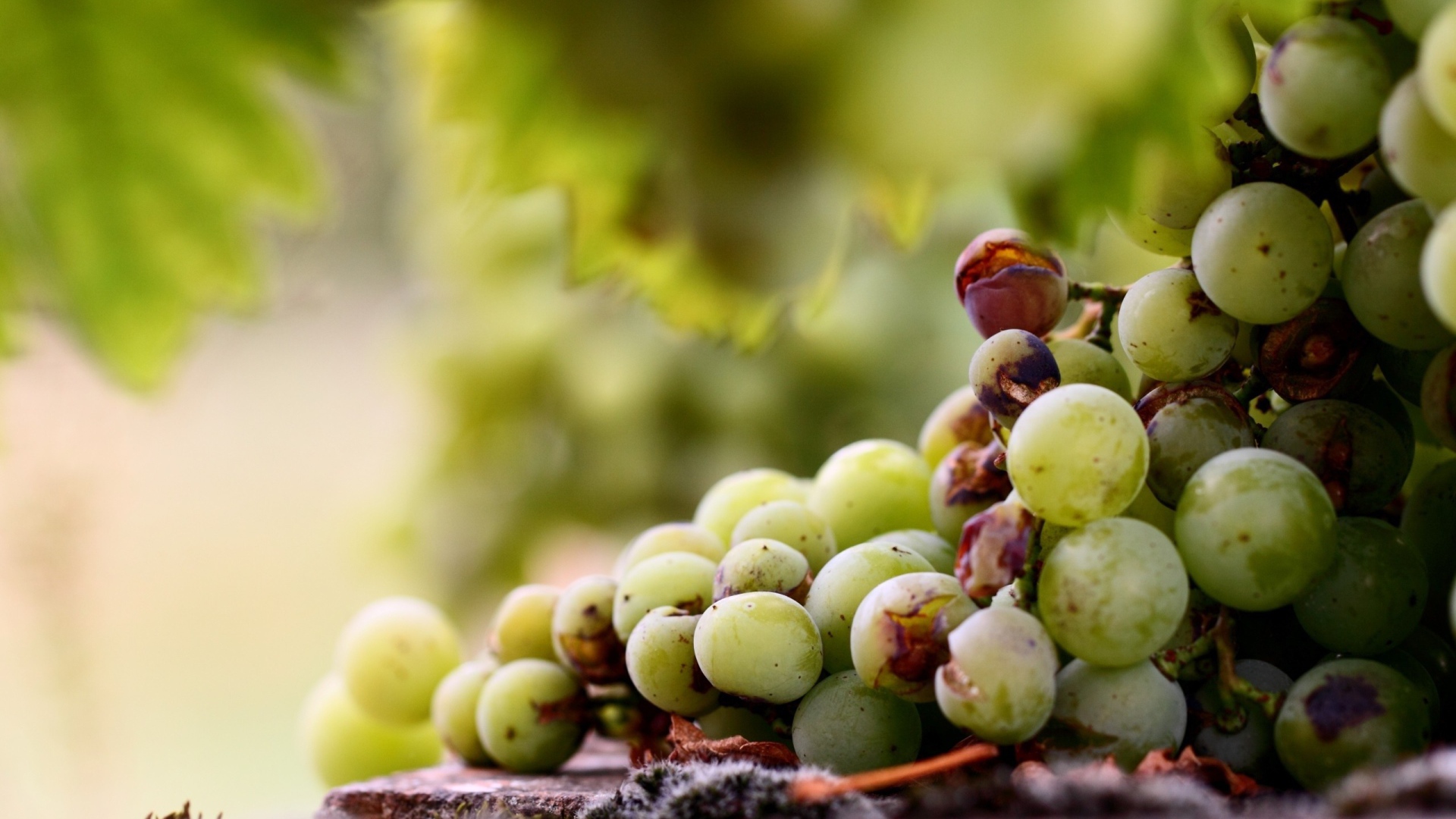 Кисть подпорченного винограда