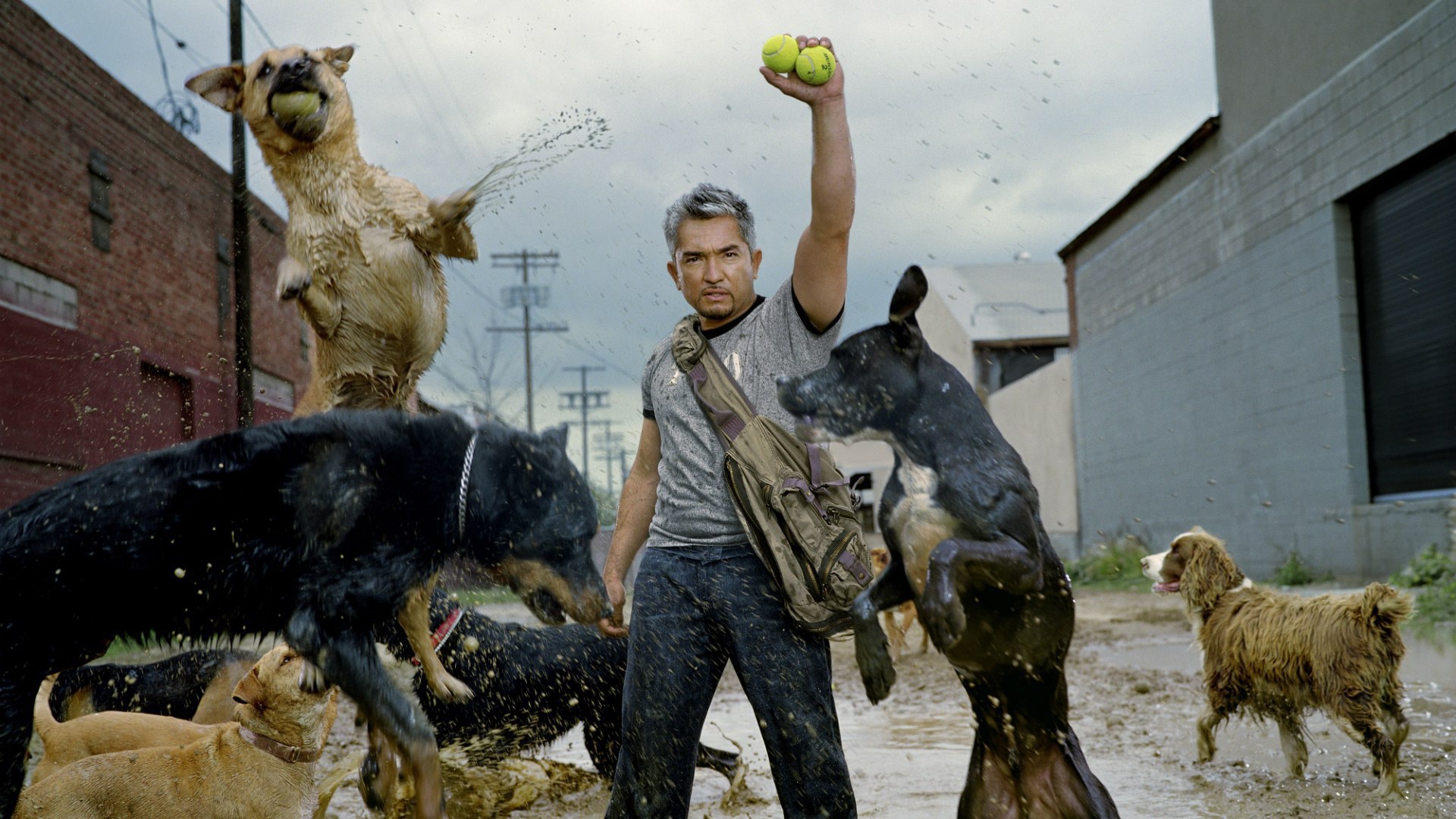 Фильм Переводчик с собачьего
