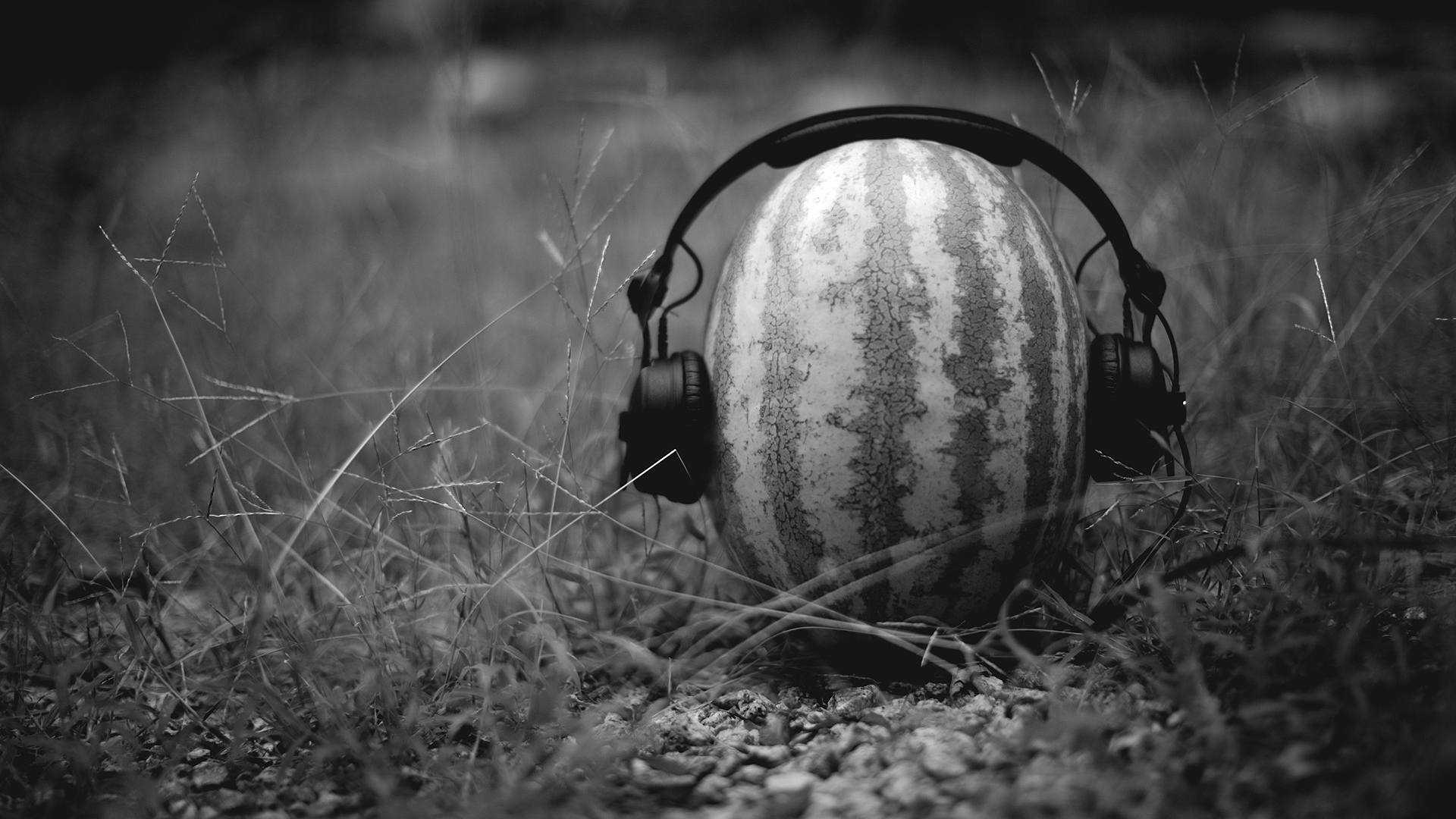 Наушники на арбузе, черно белое фото