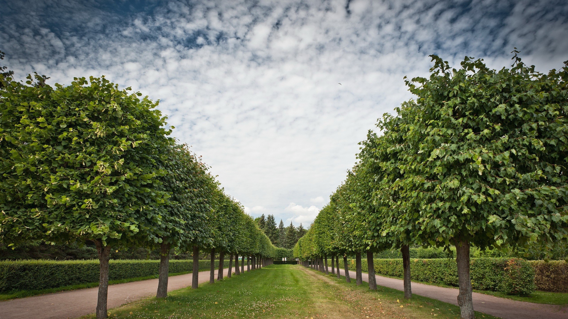 Аккуратная аллея лиственных деревьев