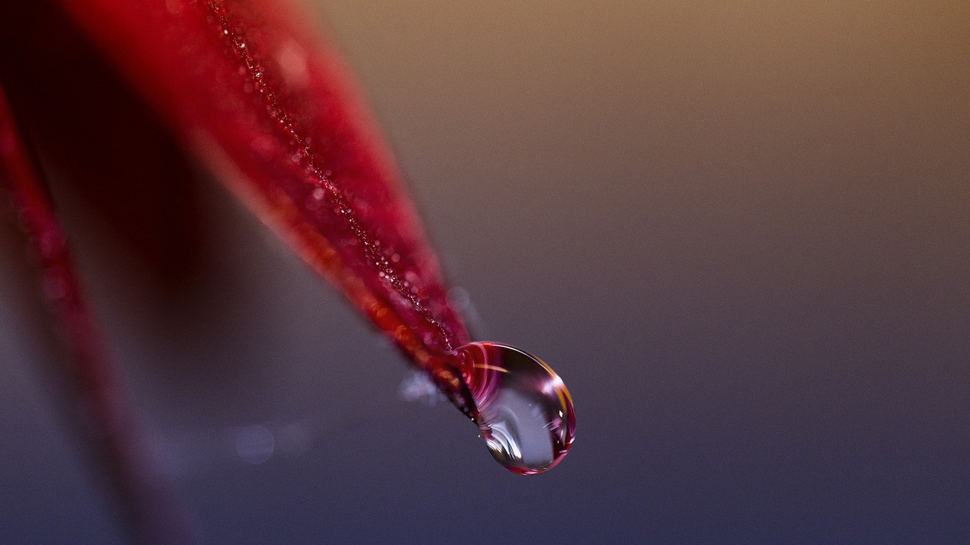 Капля стекает с красного лепестка