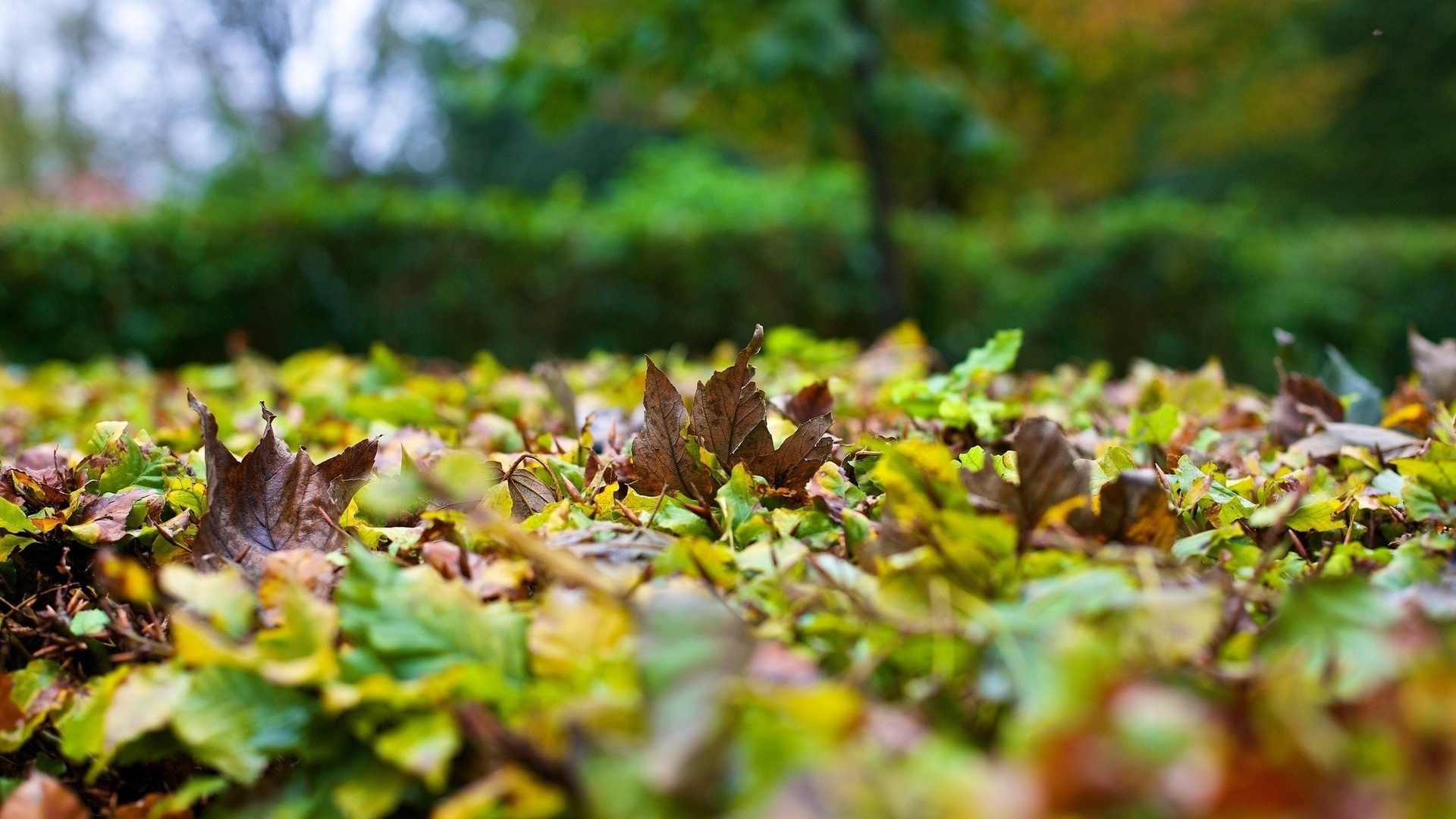 Опавшие листья на траве вблизи